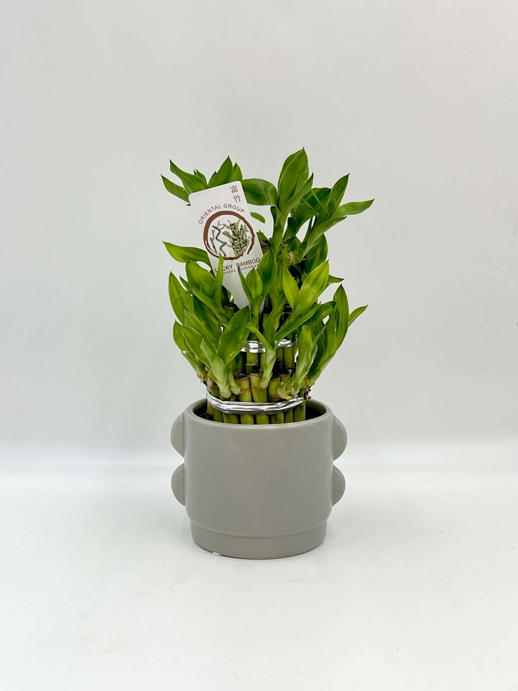 Dracaena Sanderiana, Water Bamboo Houseplant in the Ceramic