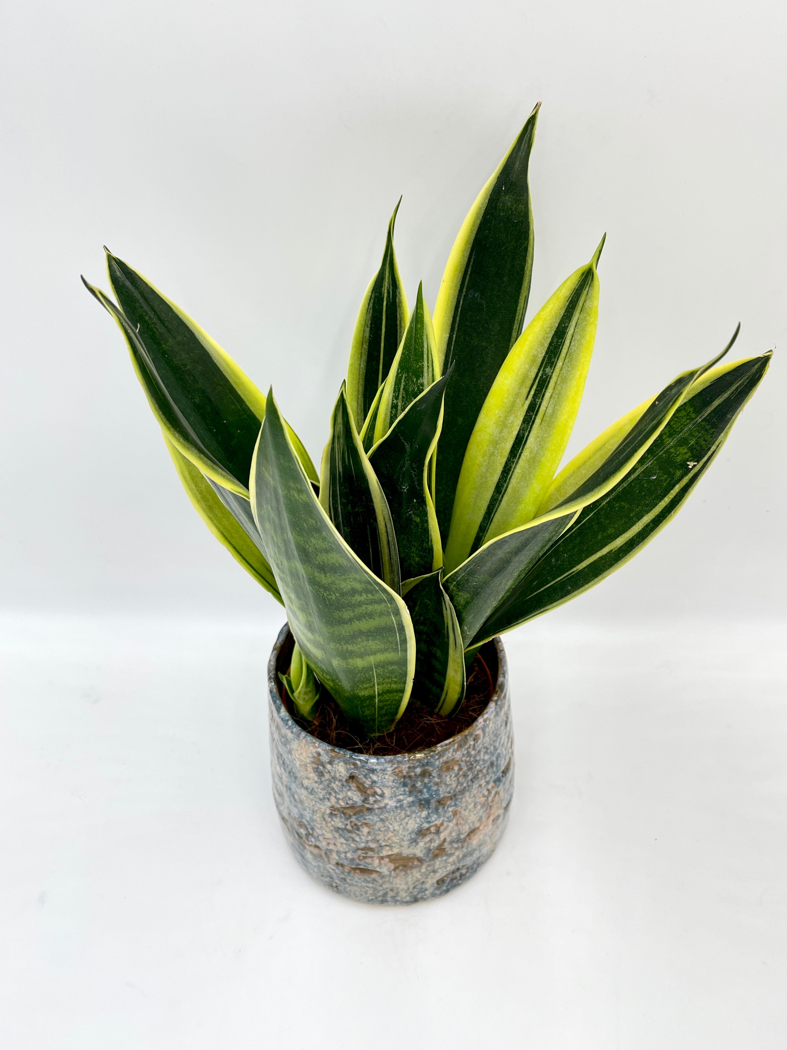 Sansevieria trifasciata Canary – Canary Snake Plant | Easy-Care Indoor Plant