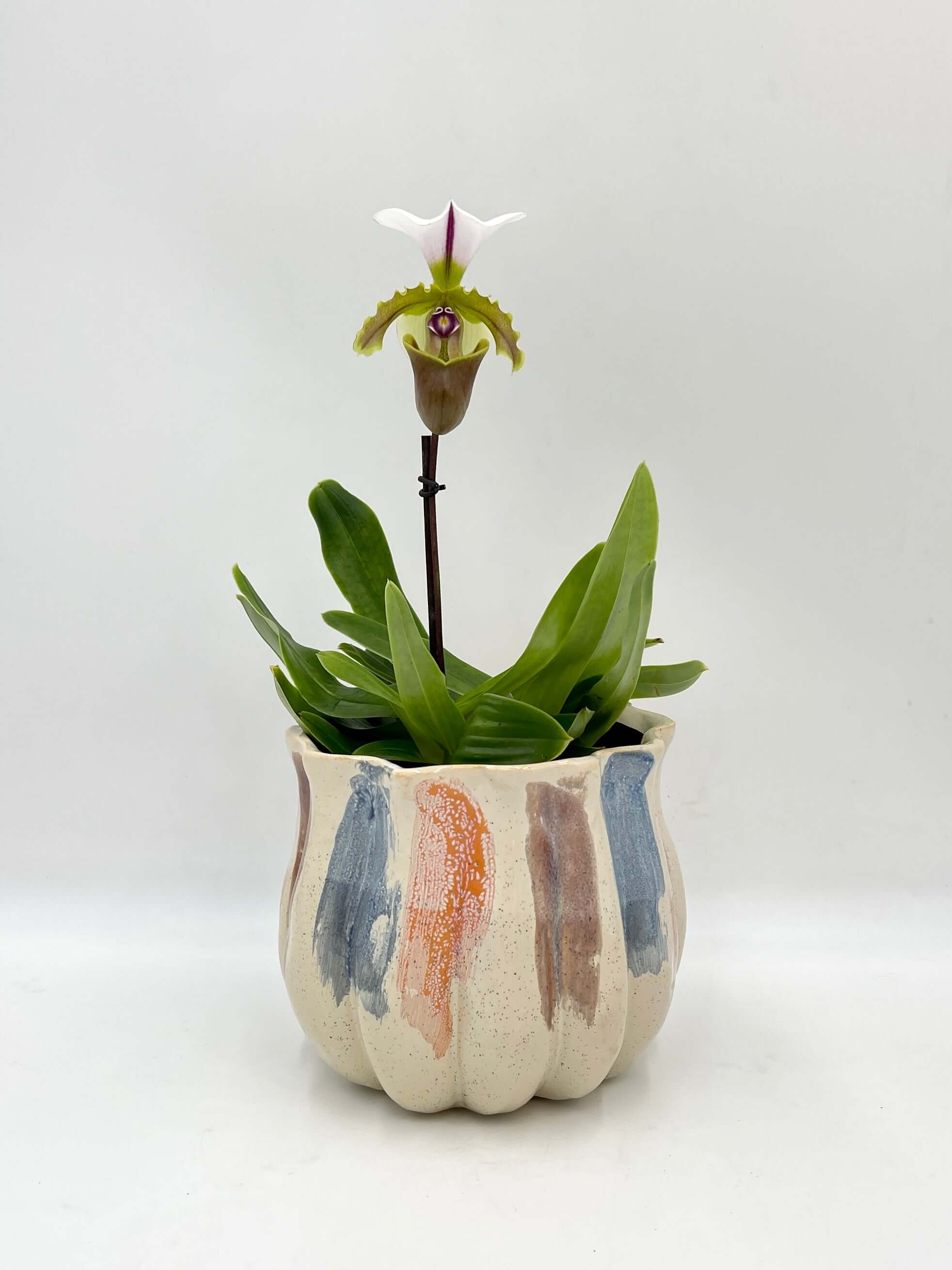 Paphiopedilum Milano - Slipper Orchid, Rare Find