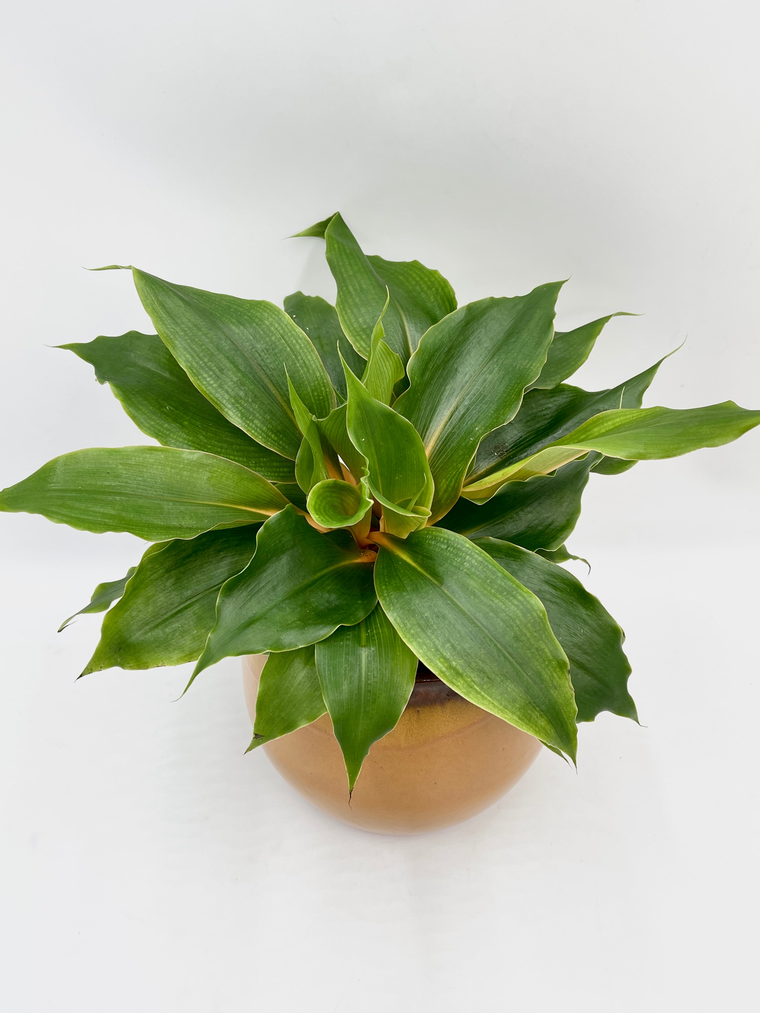 Chlorophytum Orchidastrum, Spider Plant, Green Orange Plant, Pet Safe