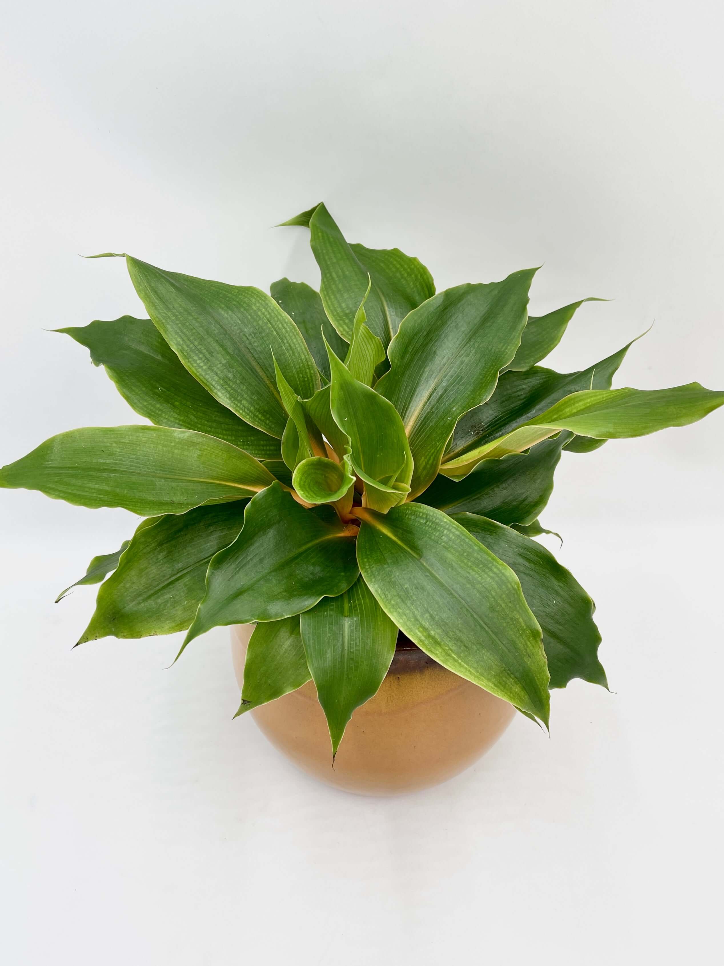 Chlorophytum Orchidastrum, Spider Plant, Green Orange Plant, Pet Safe