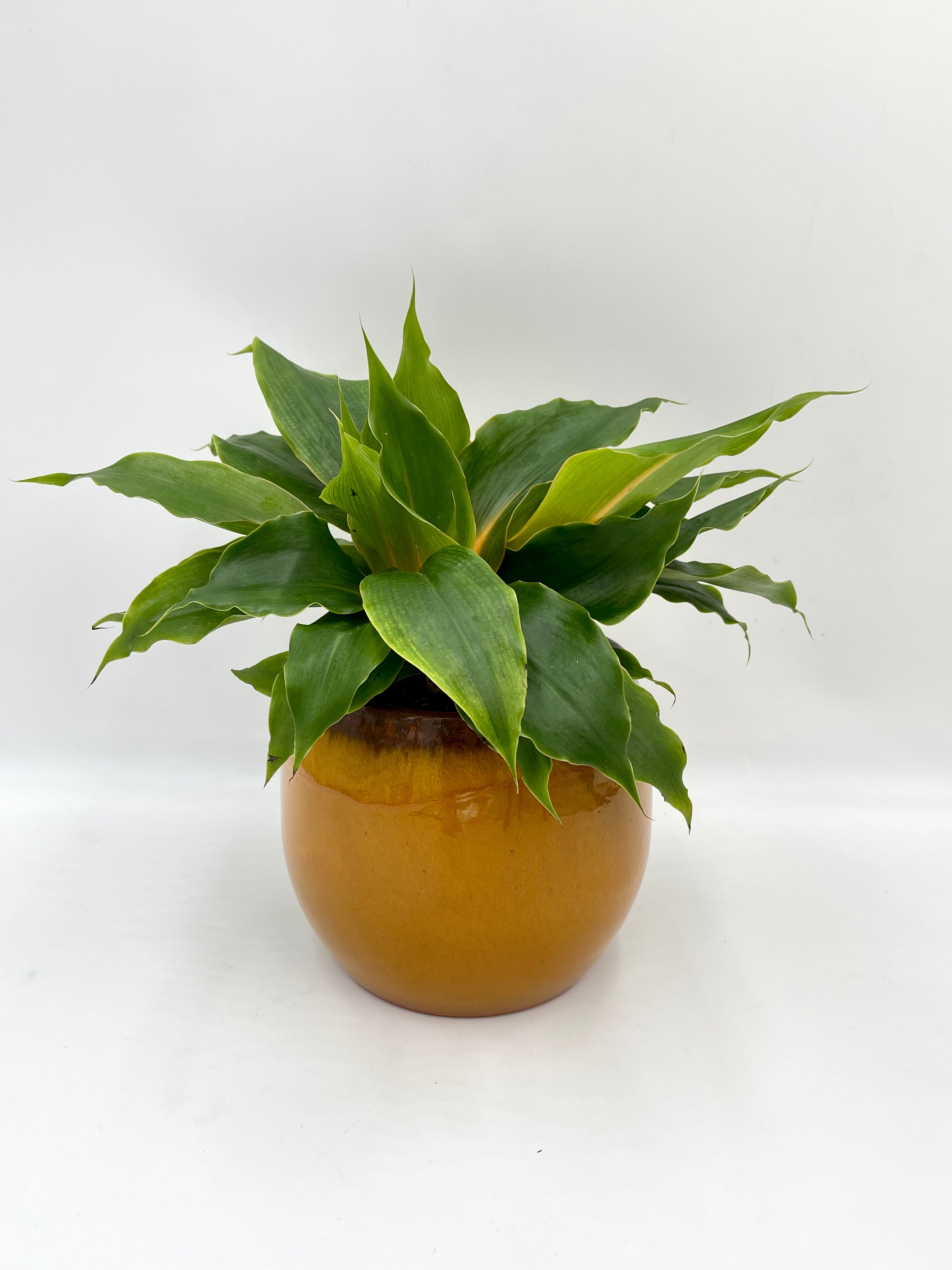 Chlorophytum Orchidastrum, Spider Plant, Green Orange Plant, Pet Safe