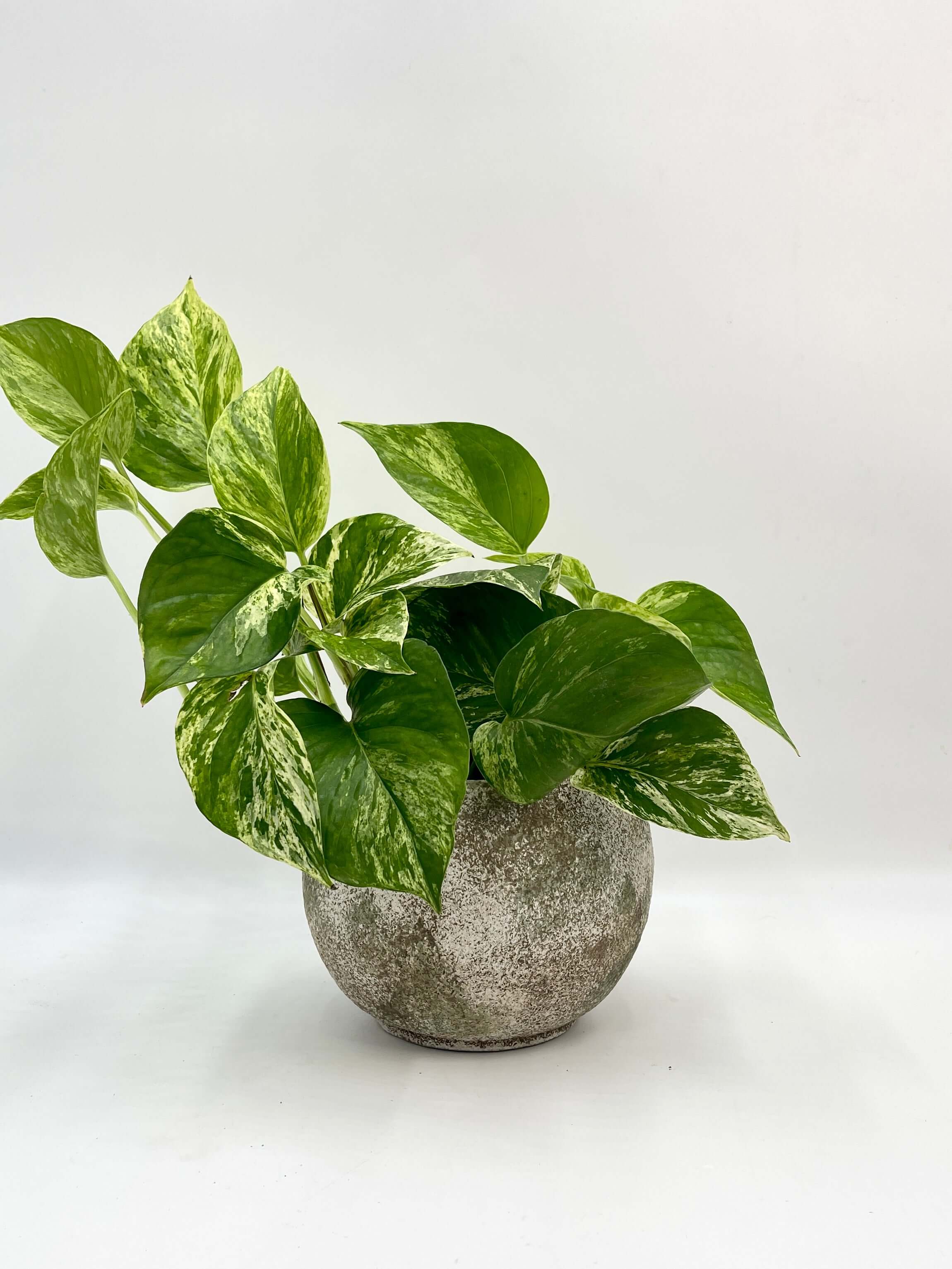 Tommy Ceramic Plant Pot, Light Green & Beige, Multiple Sizes