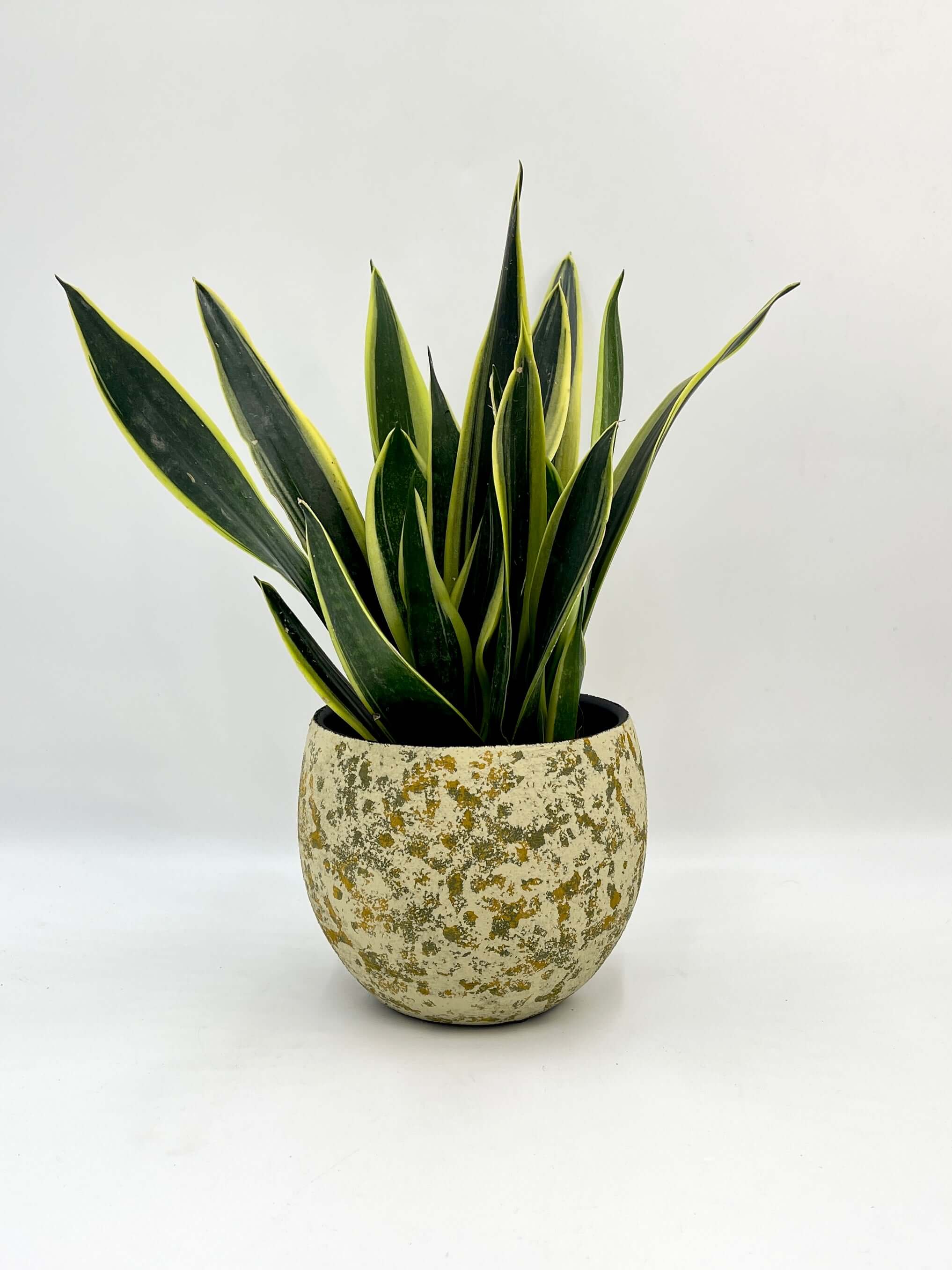 Nikai Ochre Yellow & Green Ceramic Plant Pot | Multiple Sizes | Rebel Plants