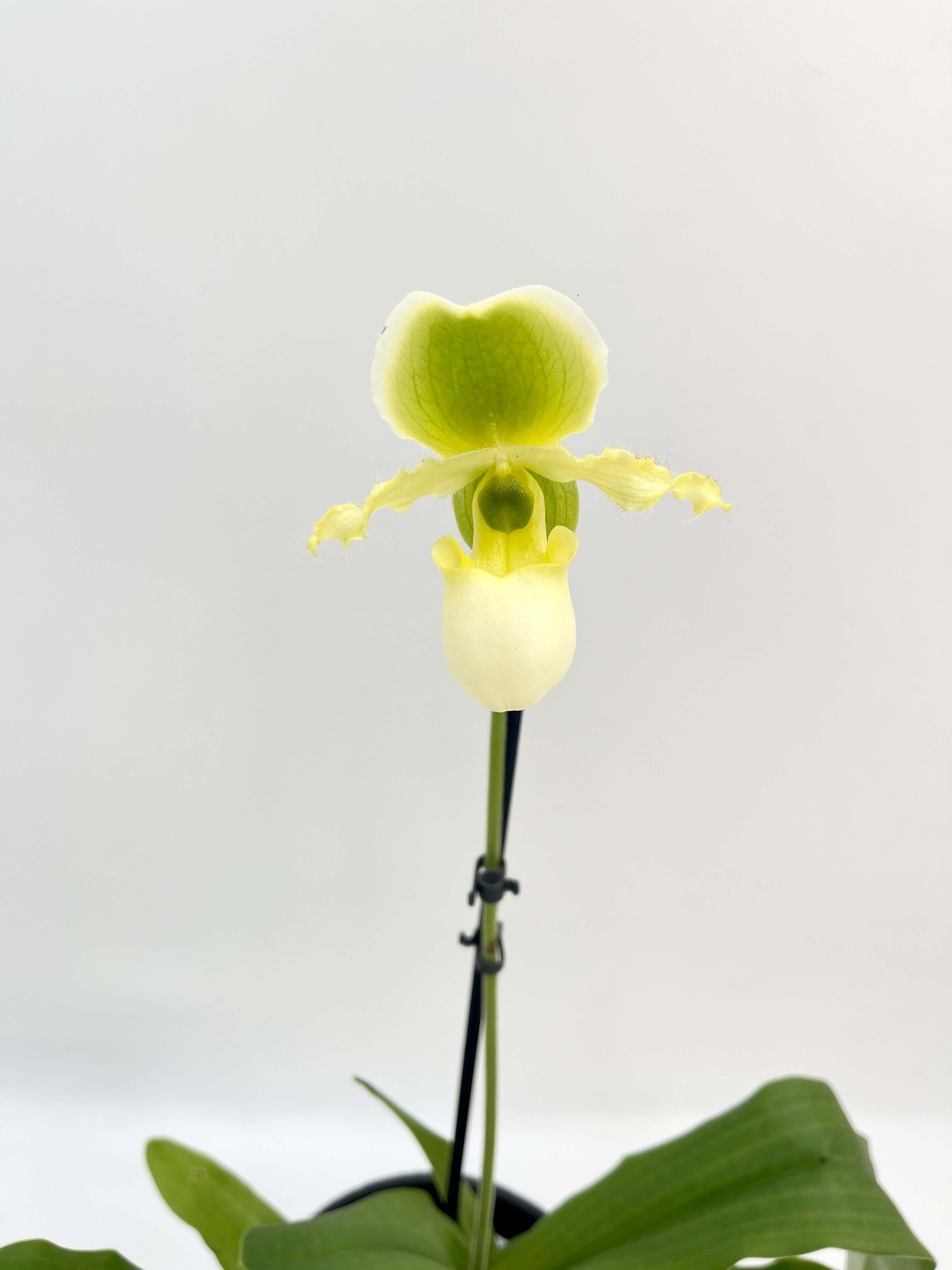 Venus slipper orchid Paphiopedilum gratrixianum Pinocchio in bloom with dramatic pouch-shaped flower, rare indoor orchid UK