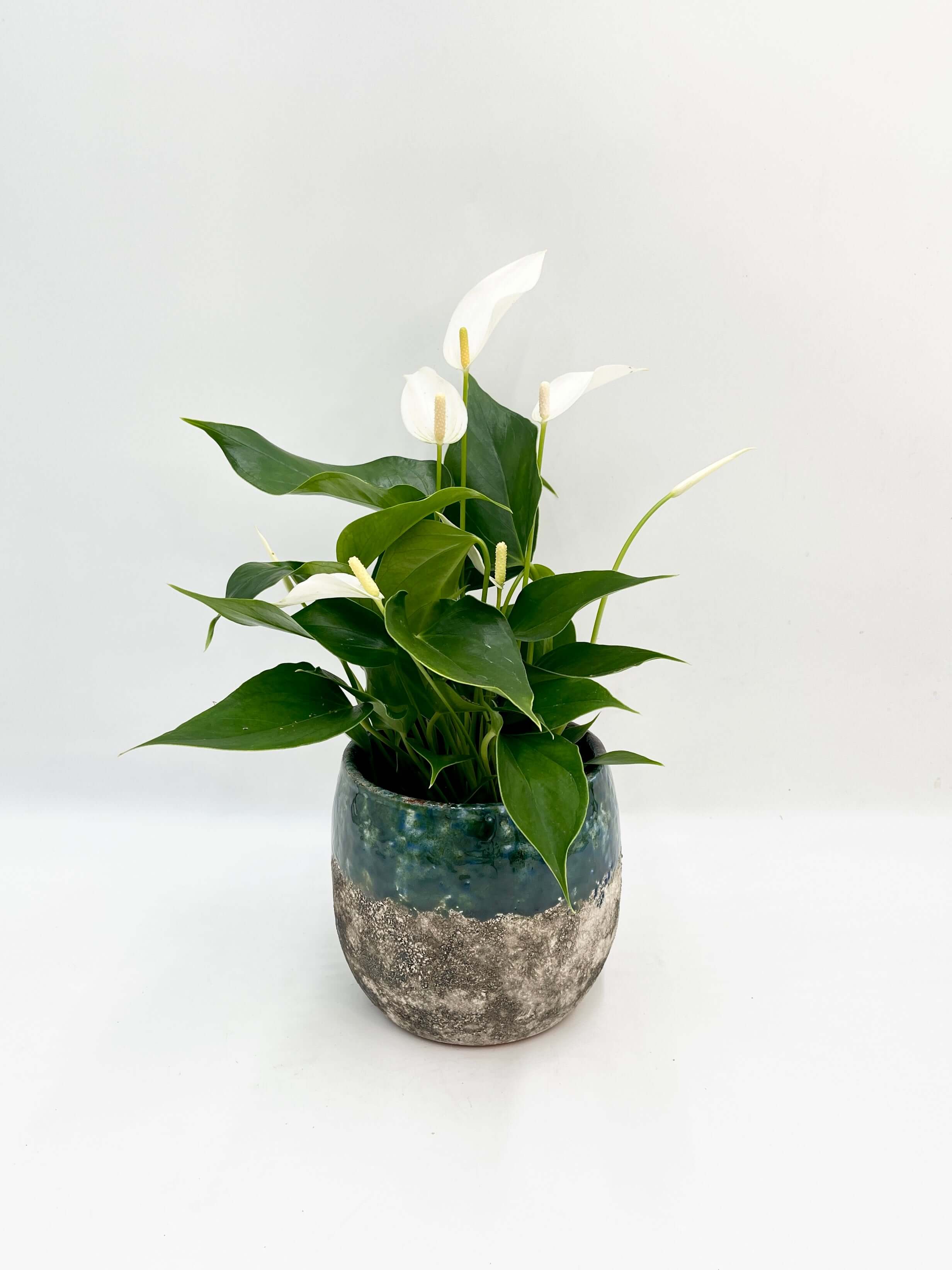 Anthurium Lilli White, Flamingo Flower, Flowering Plant