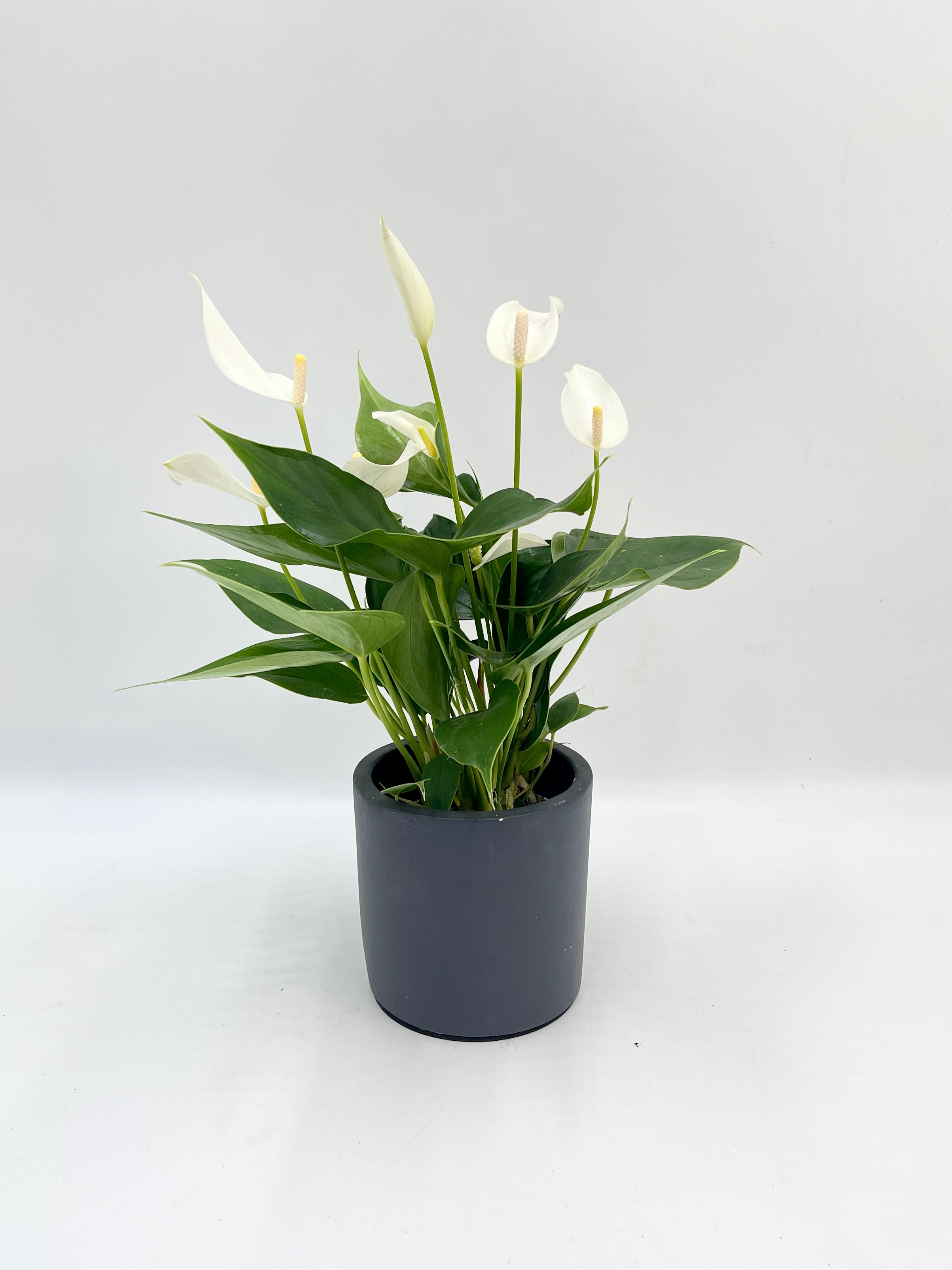 Anthurium Lilli White: Pure Elegance in a Premium Ceramic Pot, Plant with Pot