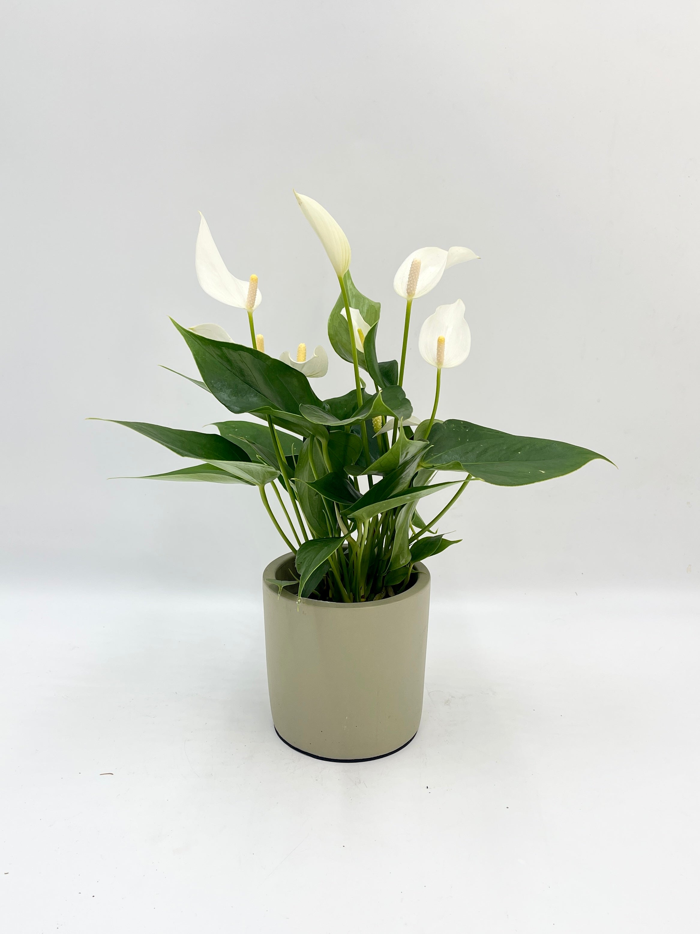 Anthurium Lilli White: Pure Elegance in a Premium Ceramic Pot, Plant with Pot