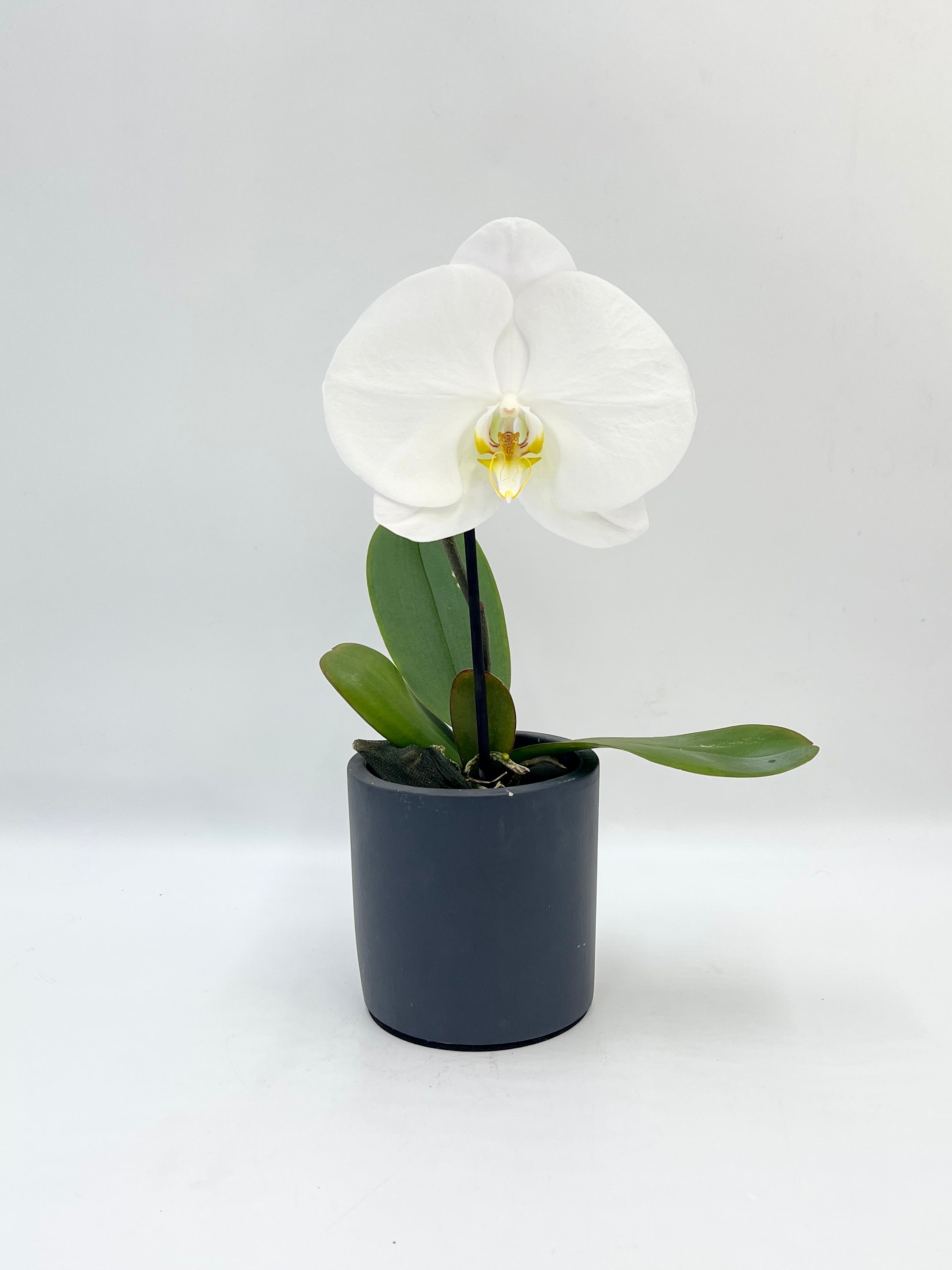 Phalaenopsis Singolo Tosha, White in Ceramic Pot, Plant with Pots