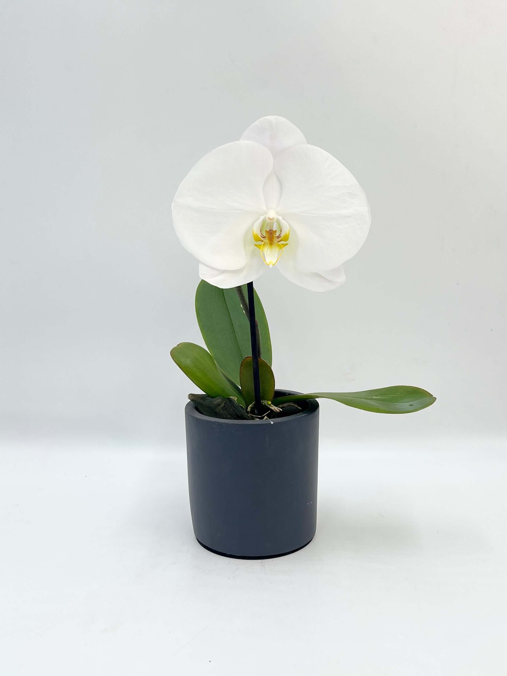Phalaenopsis Singolo Tosha, White in Ceramic Pot, Plant with Pots