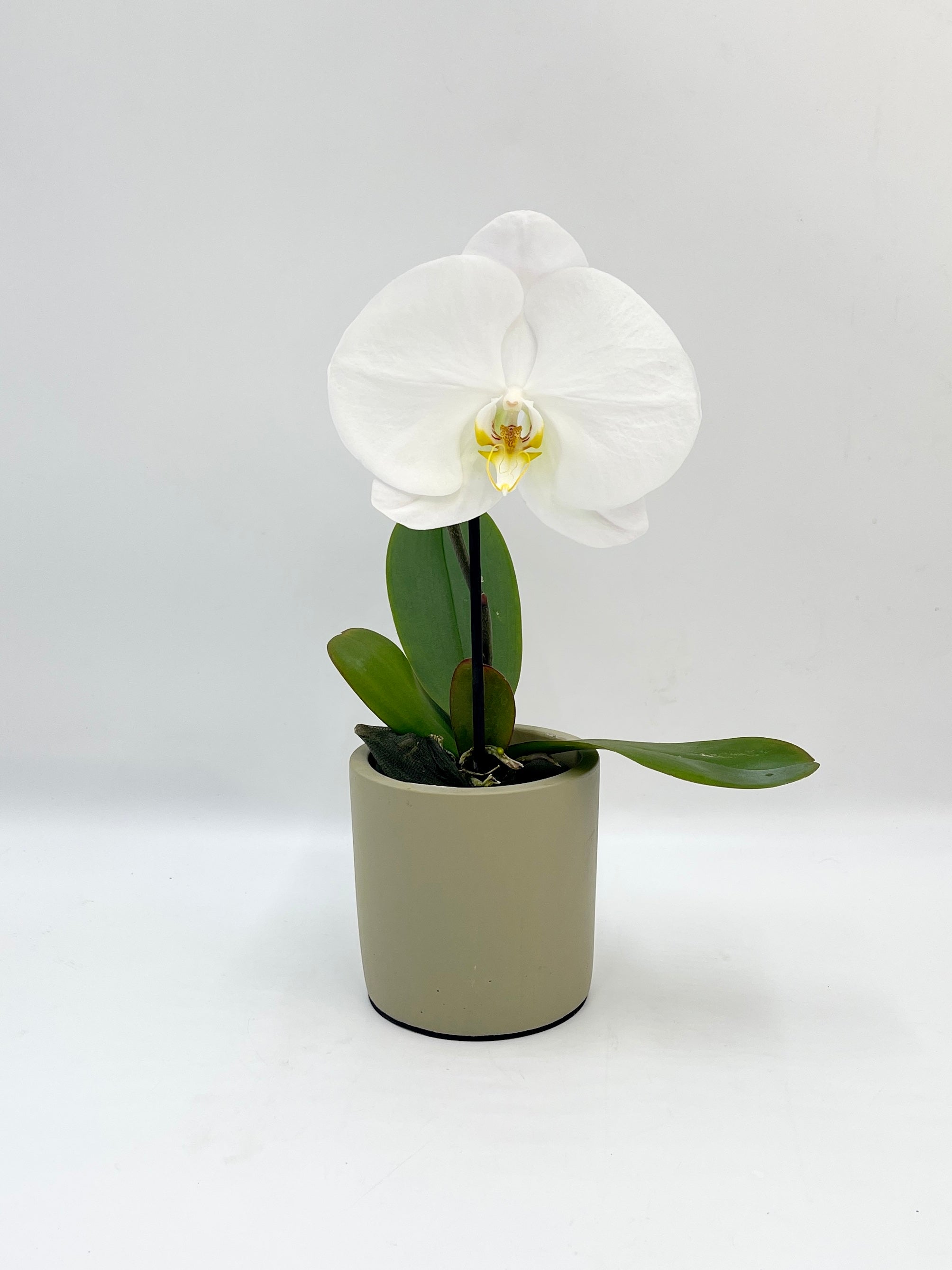 Phalaenopsis Singolo Tosha, White in Ceramic Pot, Plant with Pots