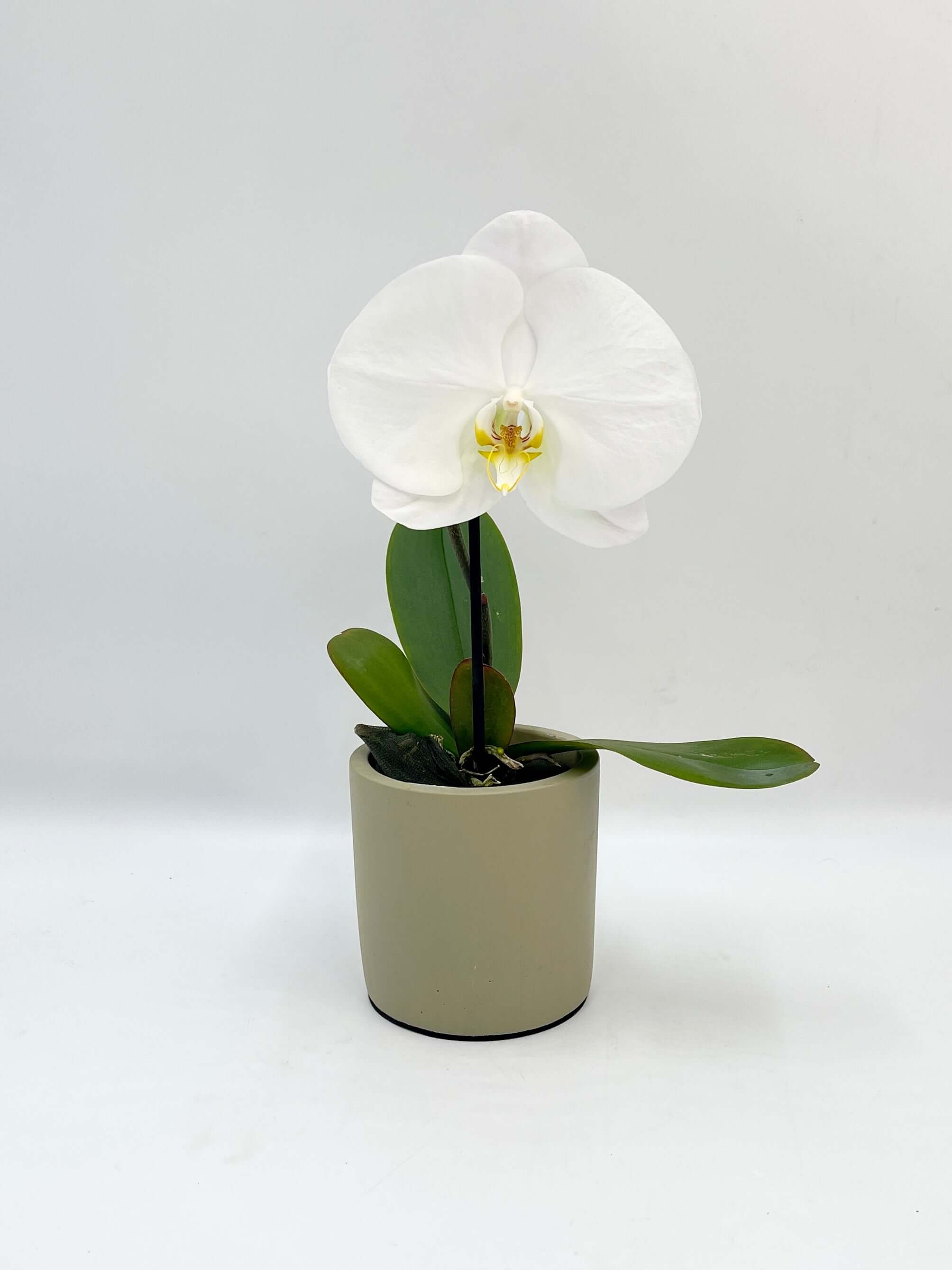Phalaenopsis Singolo Tosha, White in Ceramic Pot, Plant with Pots