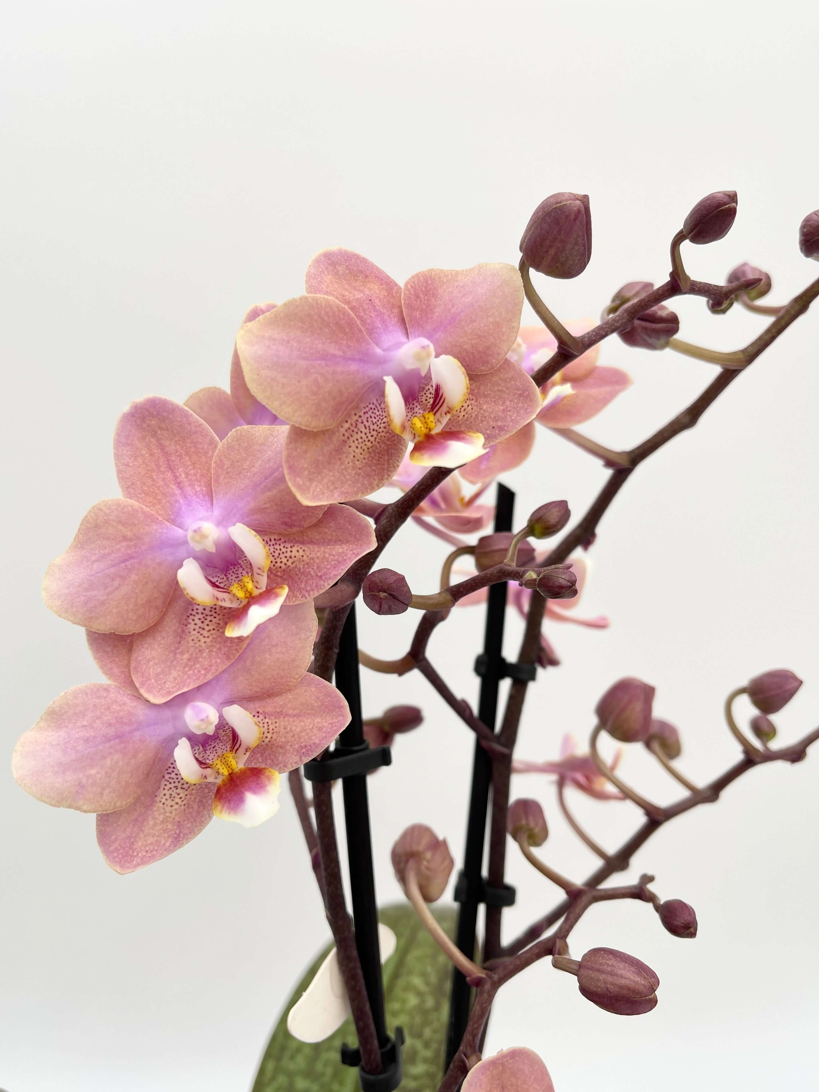 Aromio Scented Phalaenopsis Orchid, Perfíum Scention