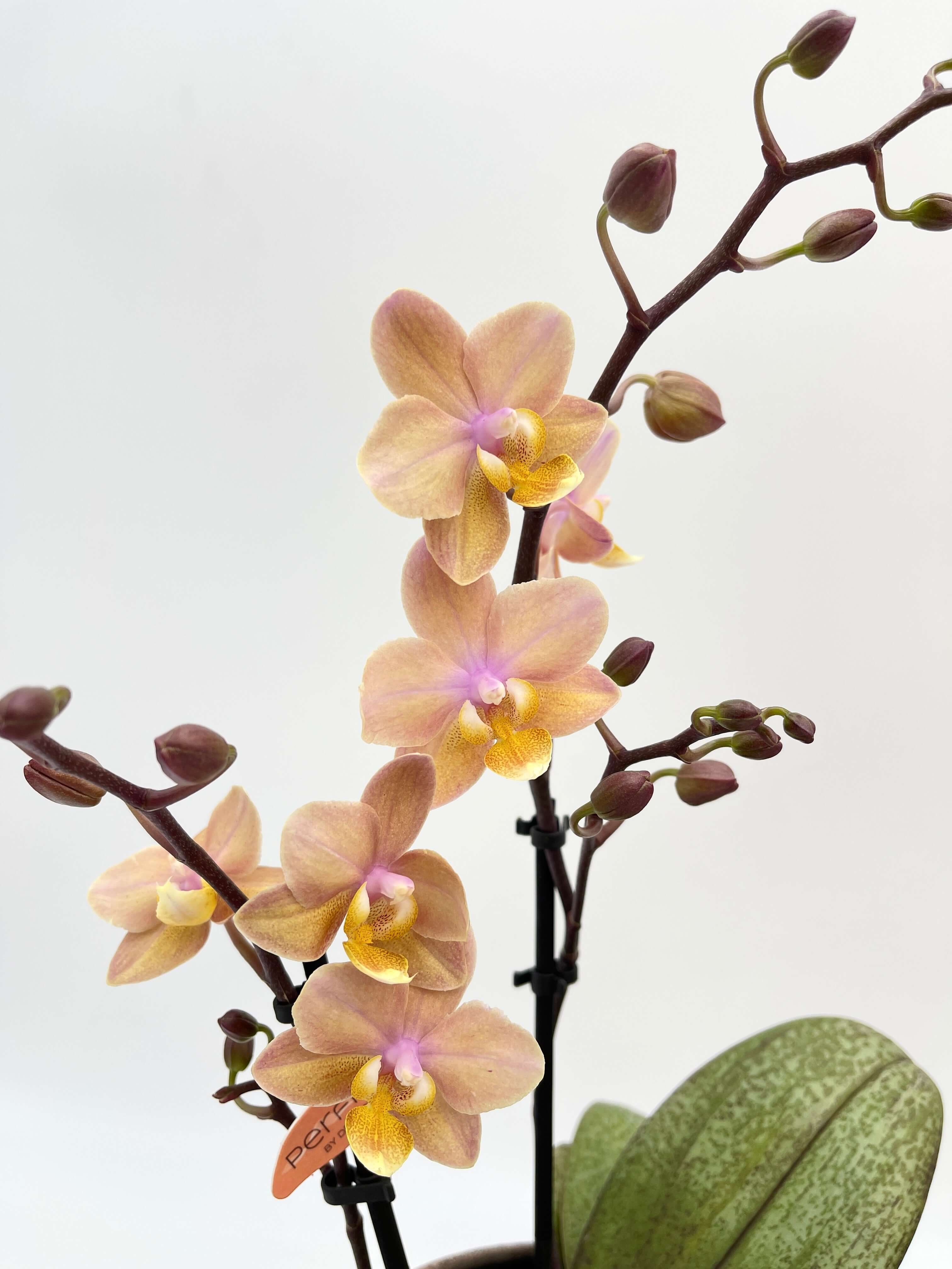 Aromio Scented Phalaenopsis Orchid, Perfíum Scention