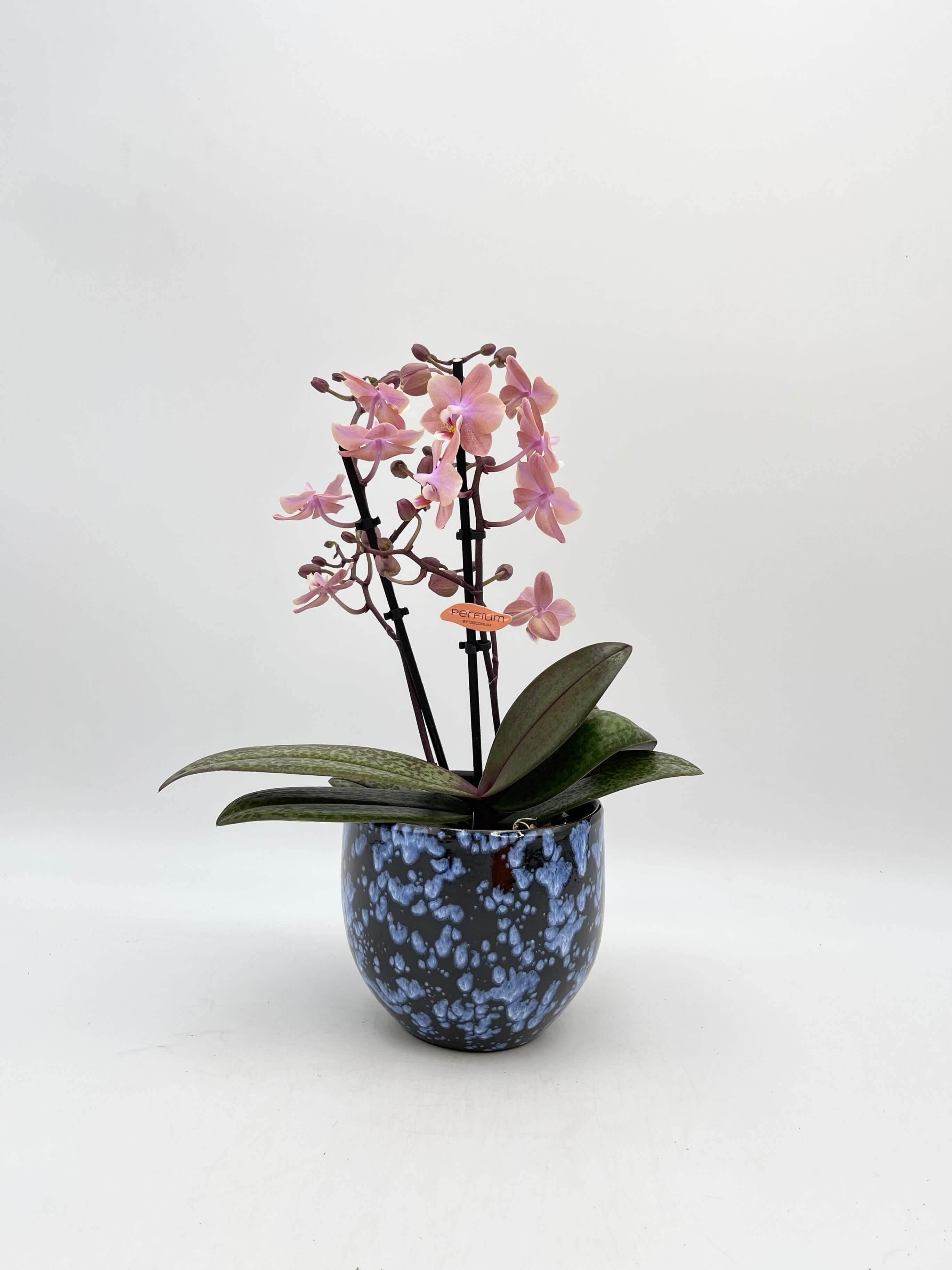 Aromio Scented Phalaenopsis Orchid, Perfíum Scention