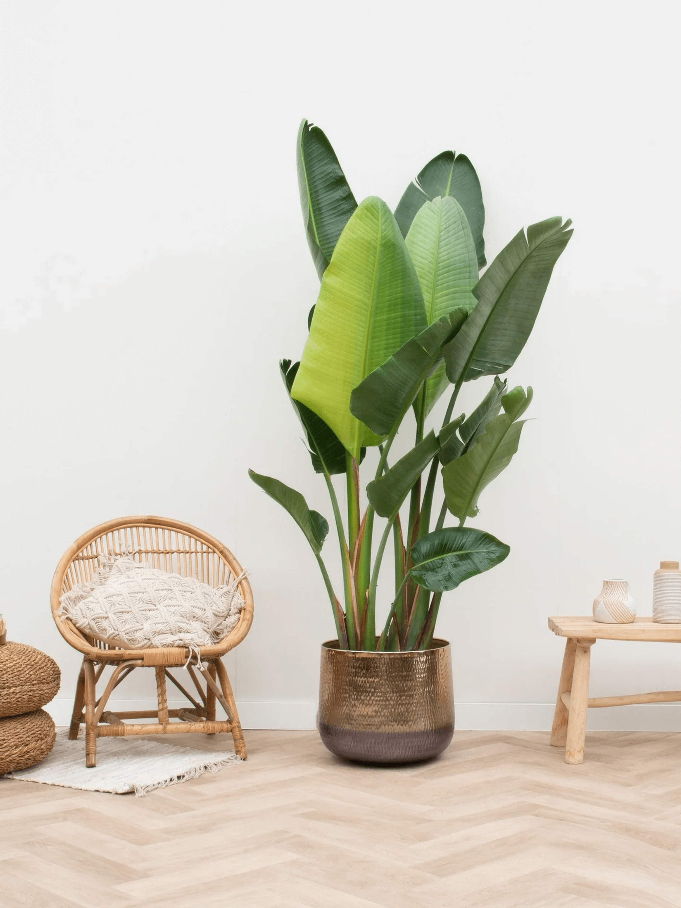 Gold Metal Plant Pot - Jenna - XL - 29cm-46cm