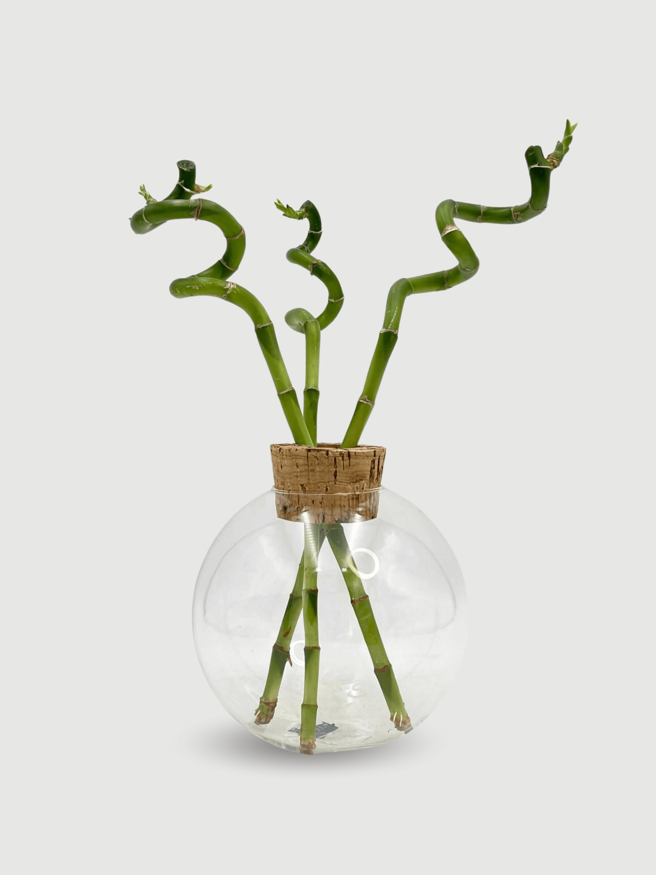 Jillian_Vase_Glass_Terrarium_with_Cork_18_H19