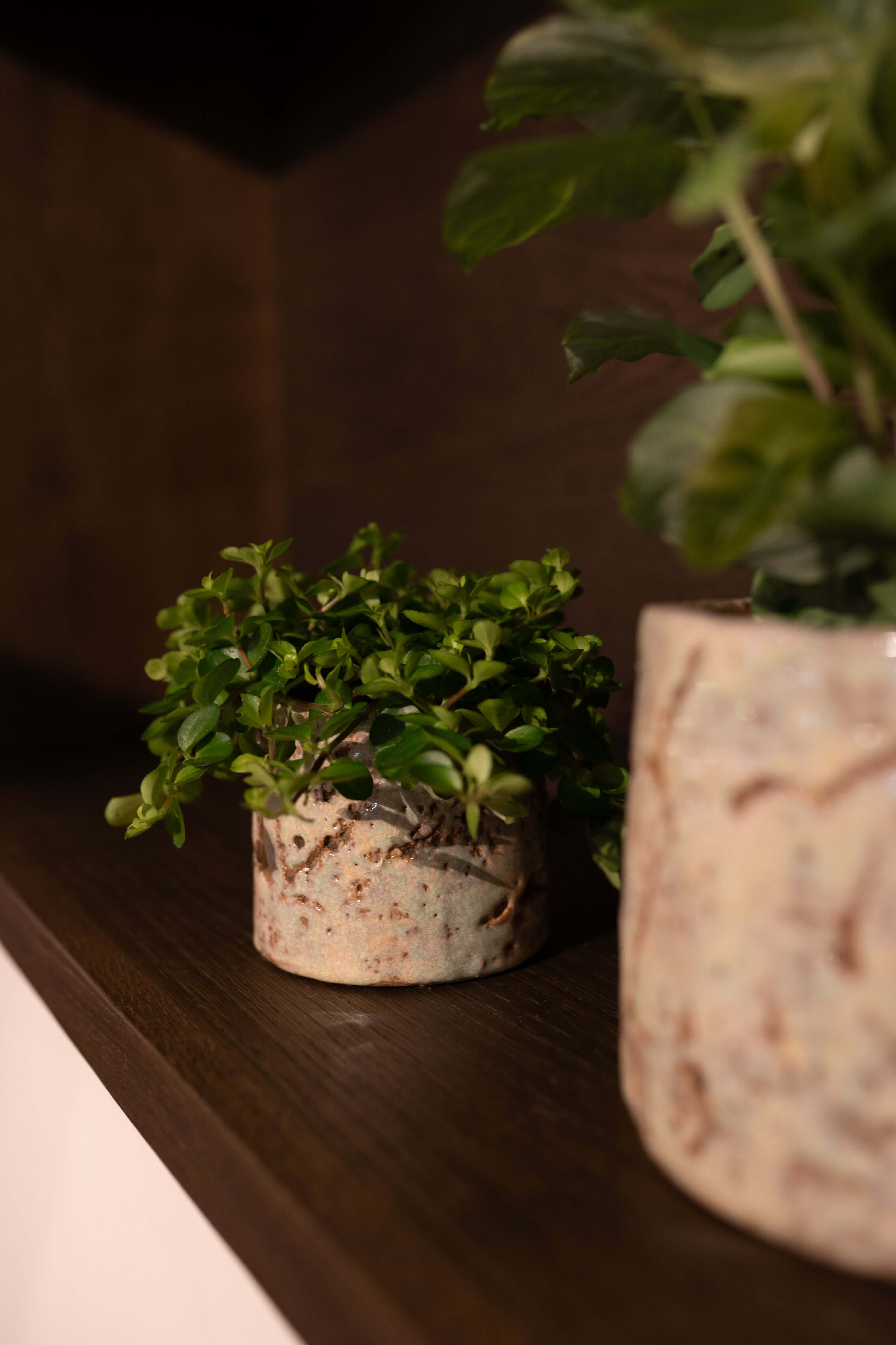 Green Ceramic Plant Pot - Masha - Multiple Sizes, Indoor Plant Pot