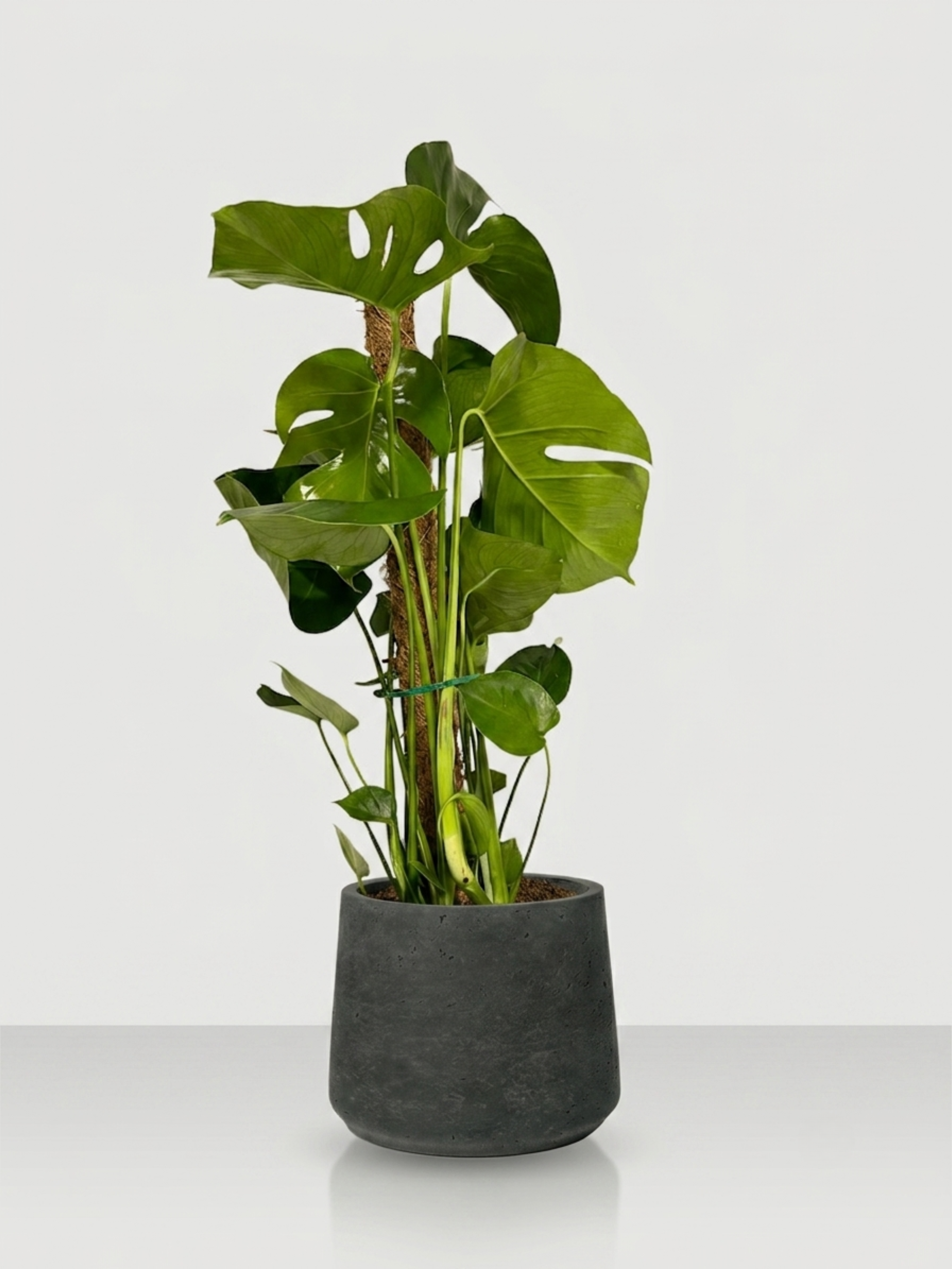 Monstera Deliciosa on Moss Pole & Black Washed Ceramic Pot, Ready to Display