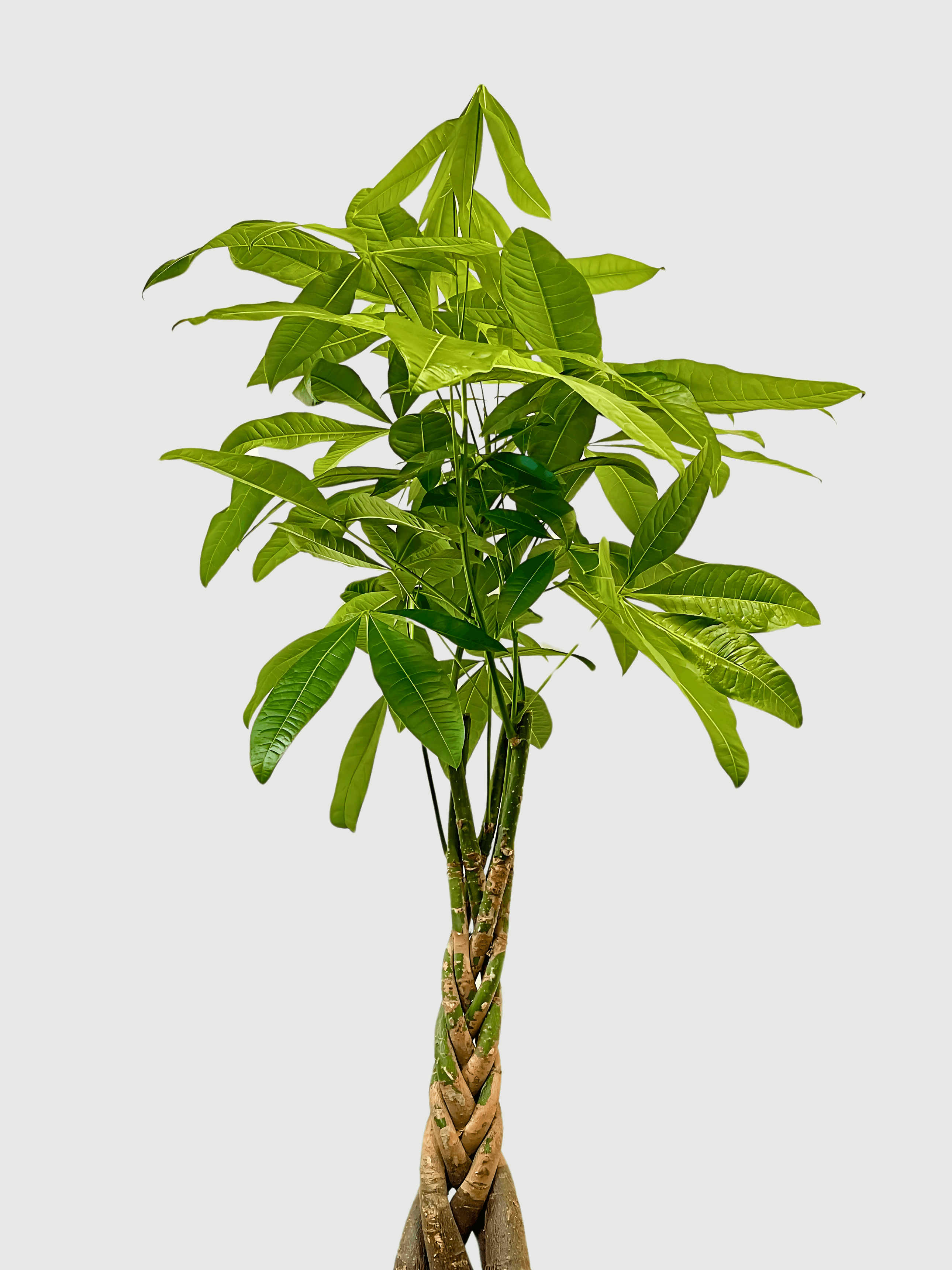 Pachira Aquatica, Money Tree, Pet Safe House Plant in Multiple Sizes