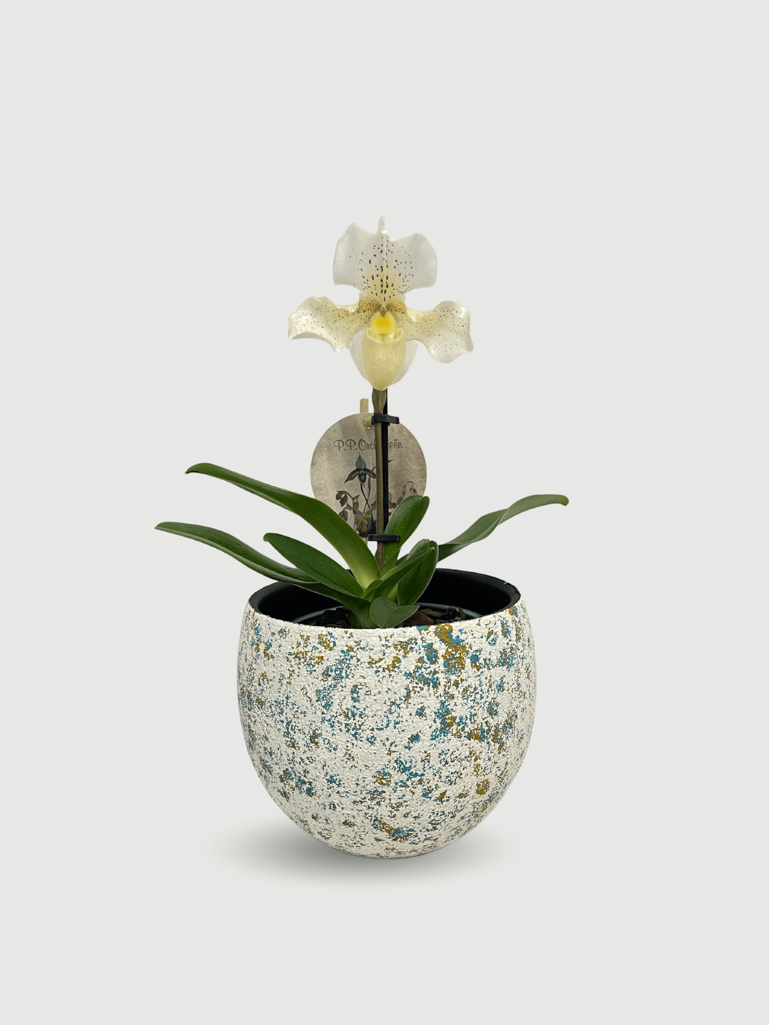 Paphiopedilum_Rosy_Dawn_Slipper_Orchid_Hard_To_Find_Gem