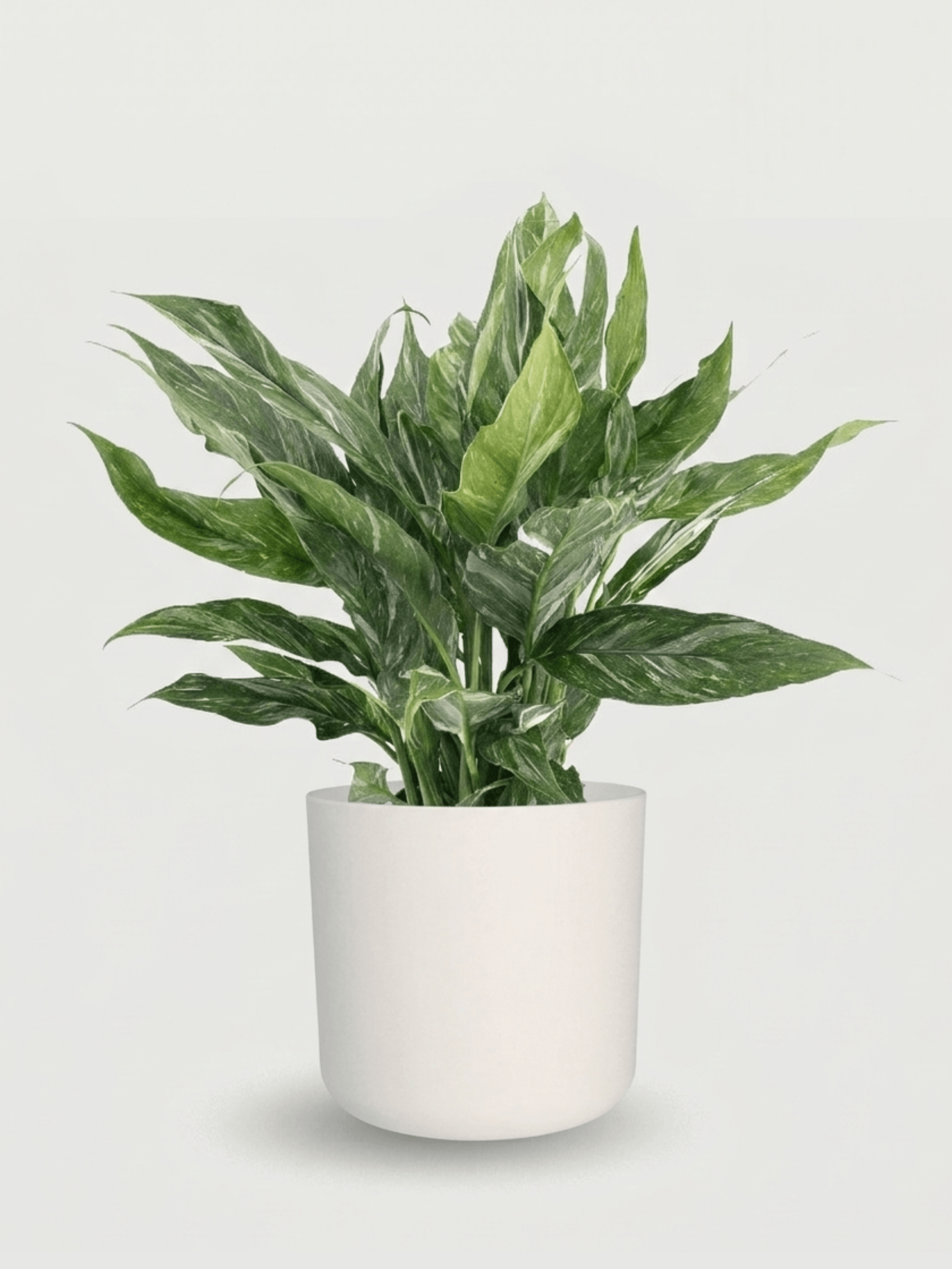 Spathiphyllum Diamond Variegata | Peace Lily in White Pot