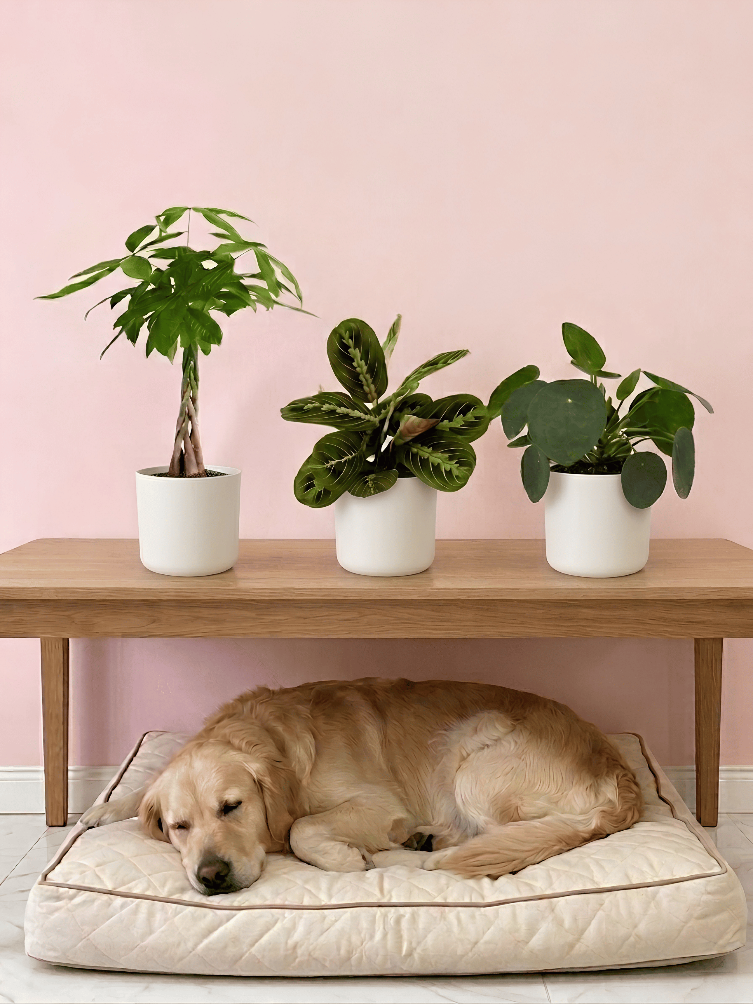 Pet-Friendly Houseplant Trio | Non-Toxic Indoor Plant Bundle