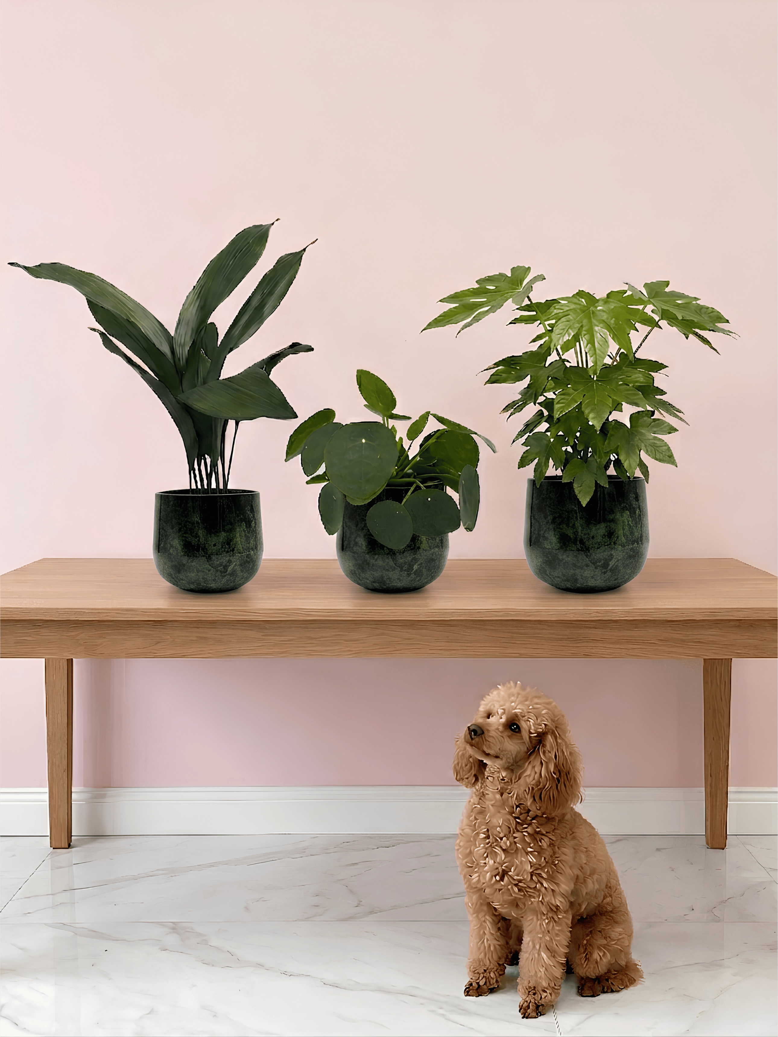 Pet-Friendly Houseplant Bundle | Non-Toxic Indoor Plant Trio