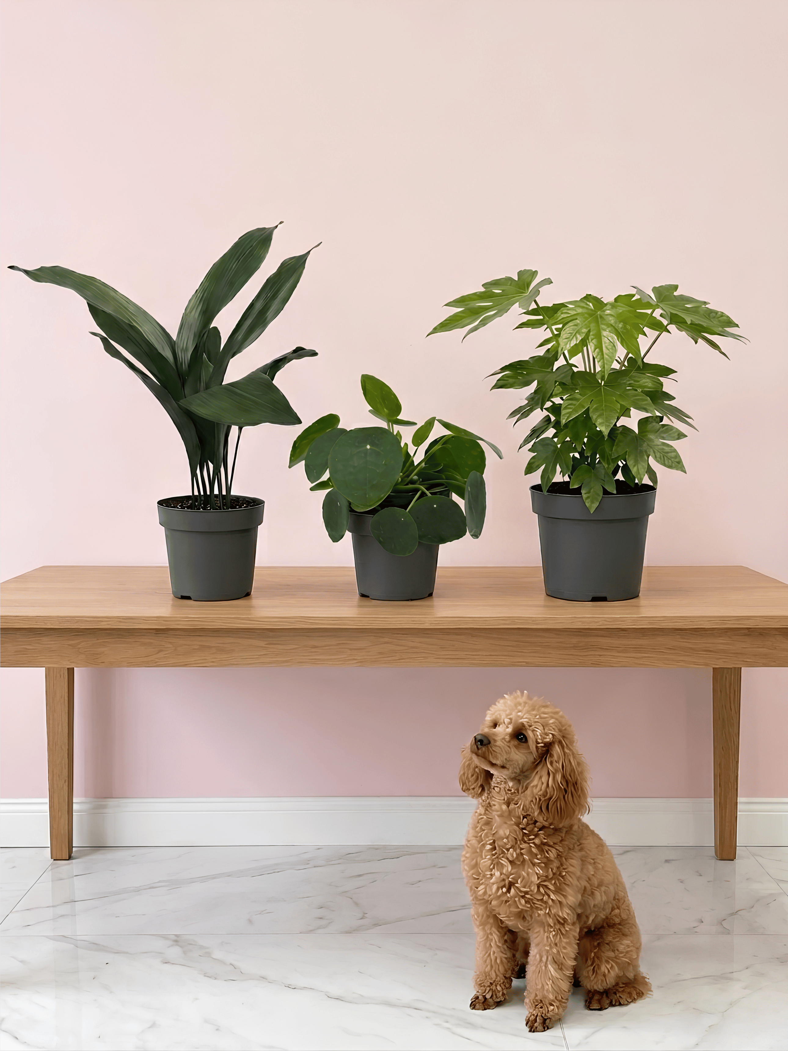 Pet-Friendly Houseplant Bundle | Non-Toxic Indoor Plant Trio