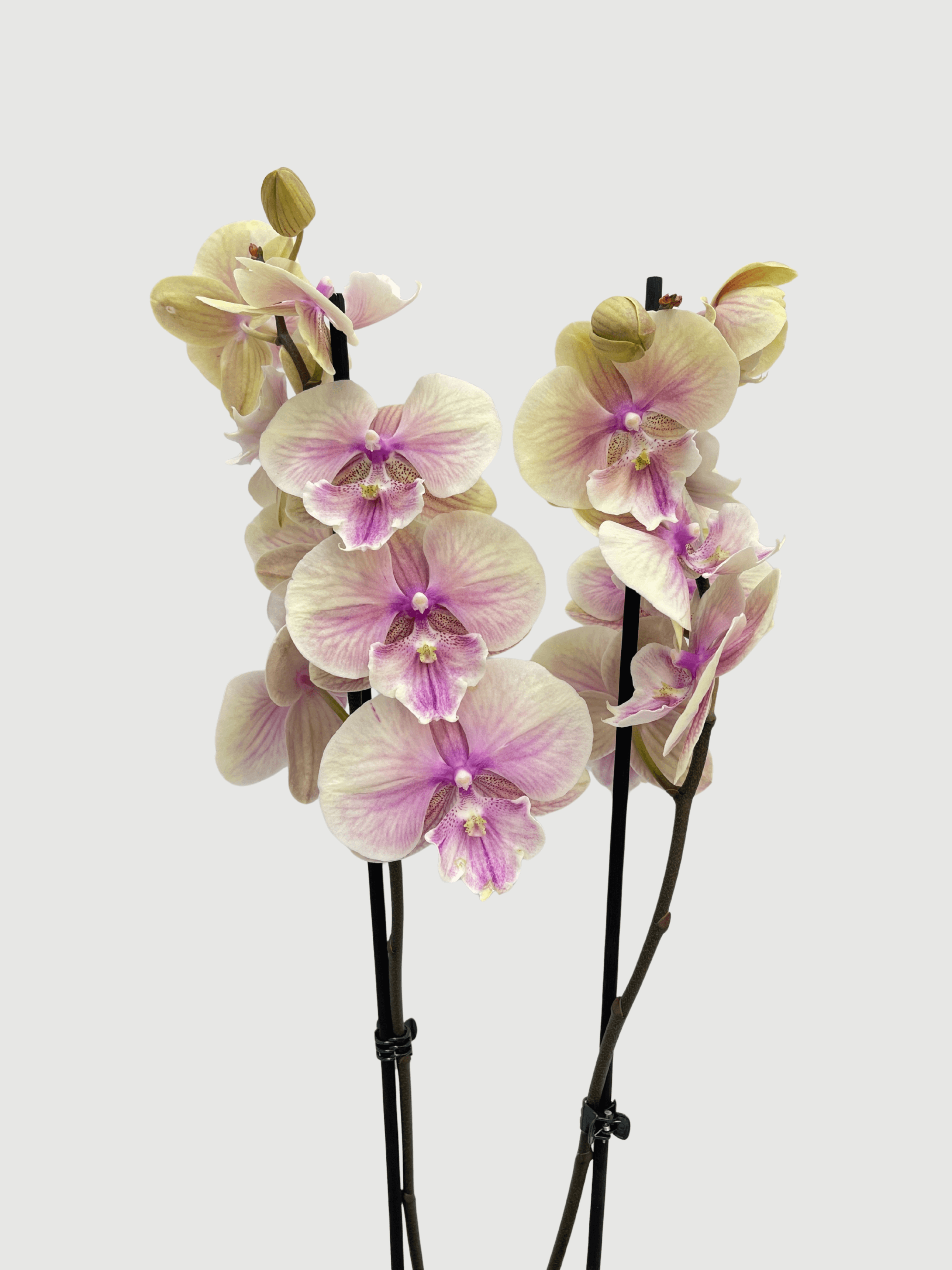 Phalaenopsis_Big_Lip_Phalaenopsis_Daria