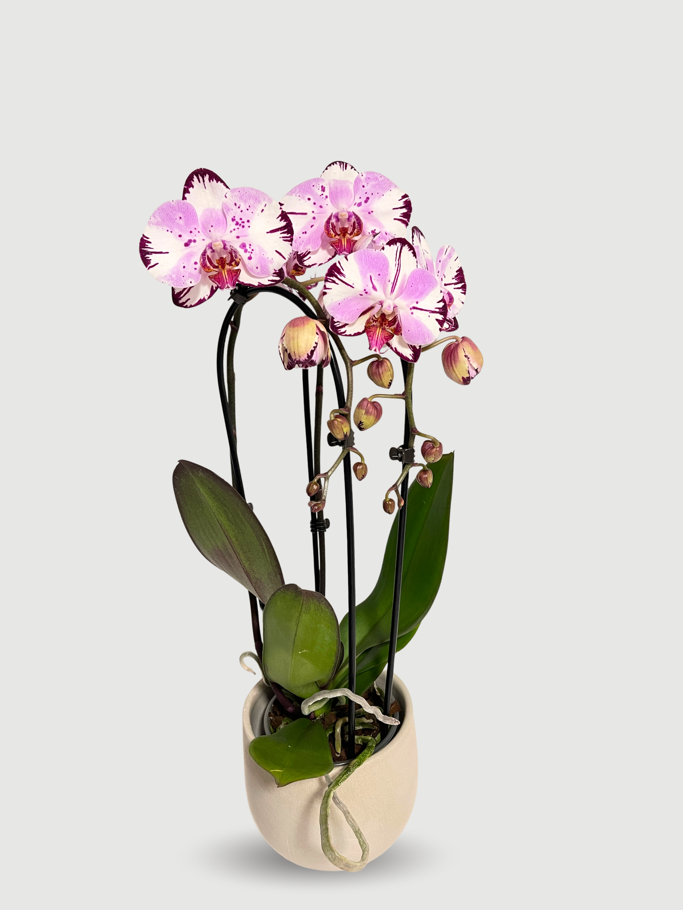 Phalaenopsis_Magic_Art_-_Rare_Orchid_-_50-60cm