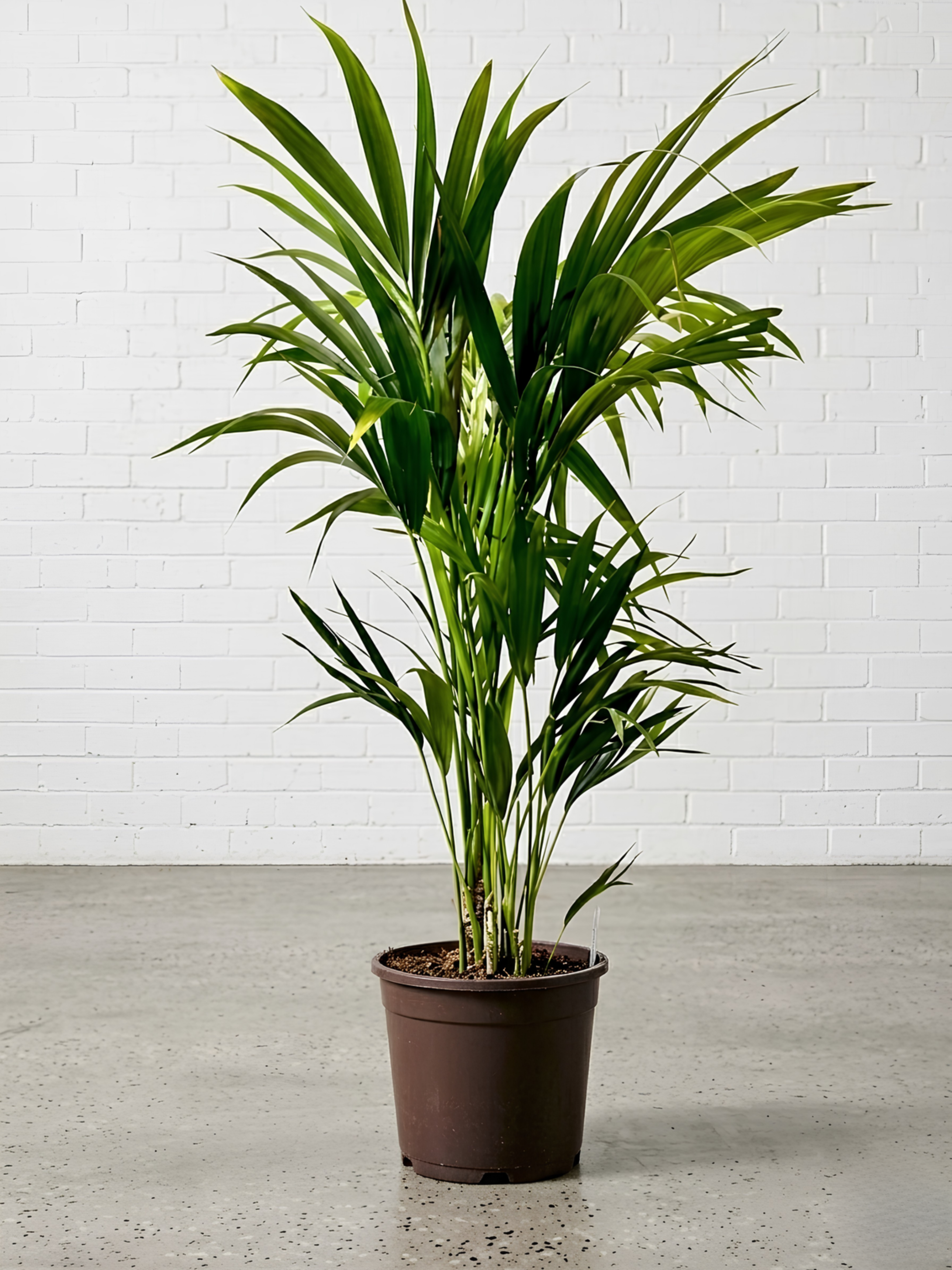 Kentia Palm | Howea Forsteriana, 150cm, Local Pickup Only