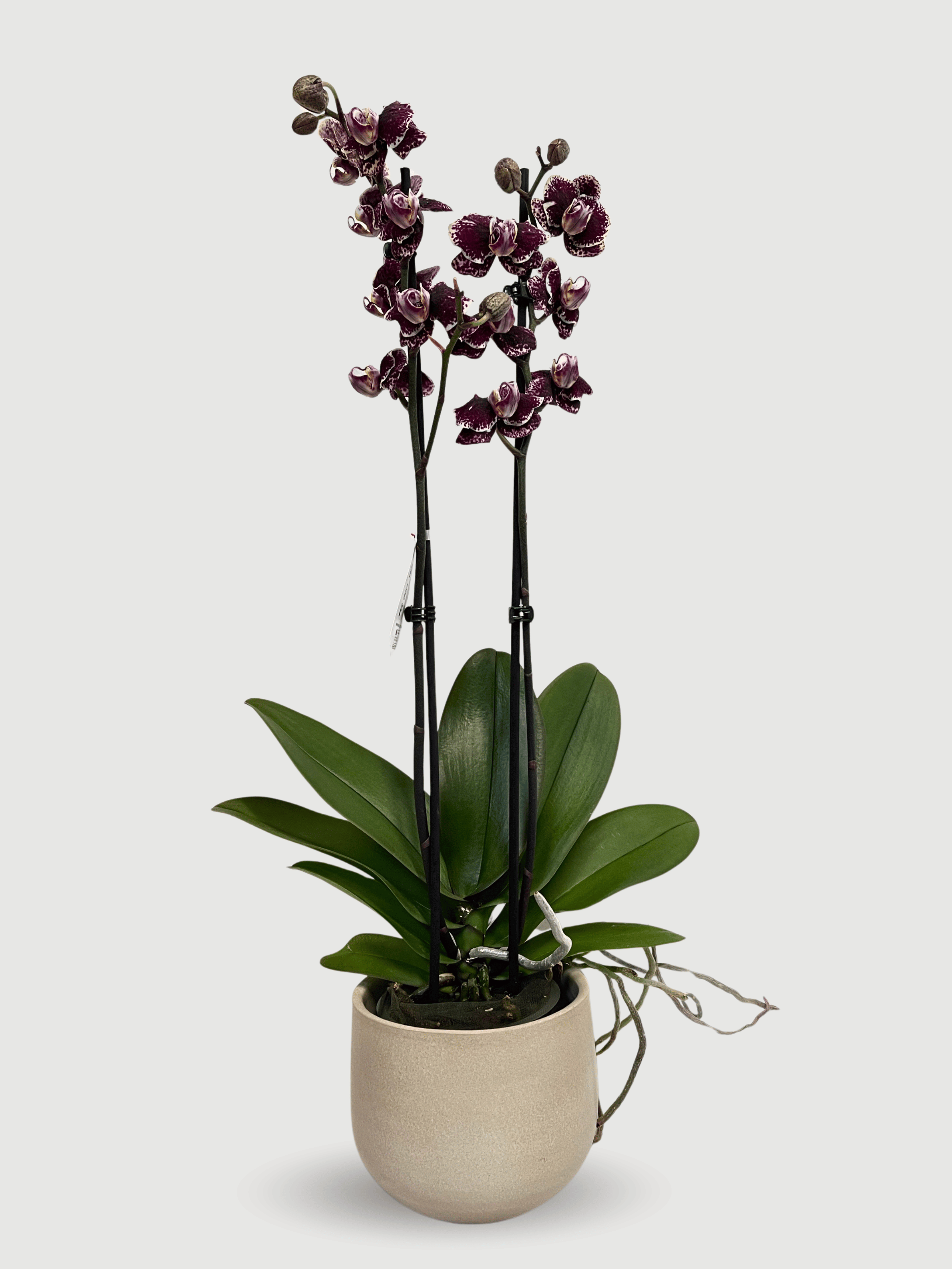 Phalaenopsis Orchid | Limited Edition
