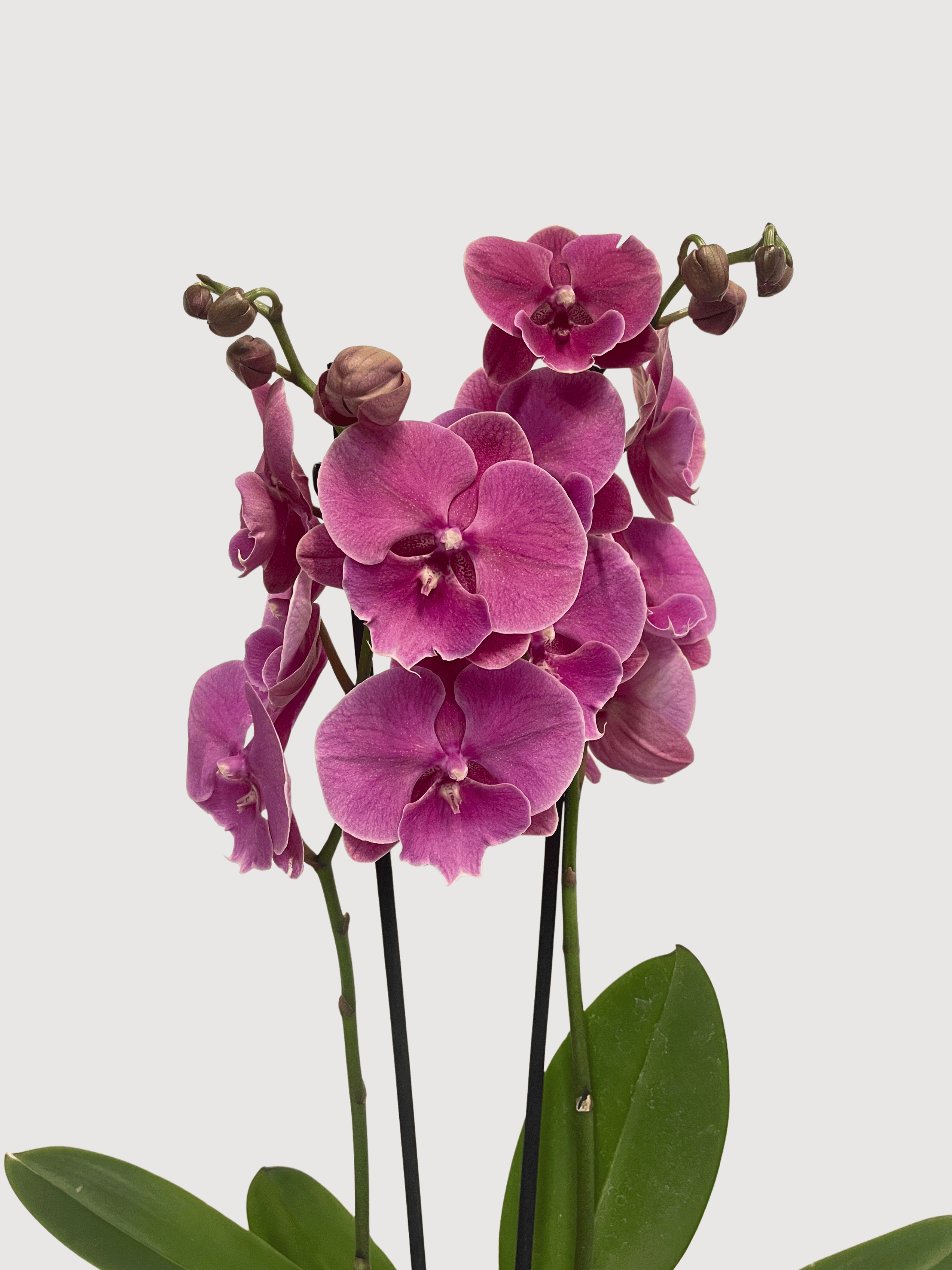 Purple Big Lip Phalaenopsis Orchid | Rebel Plants UK