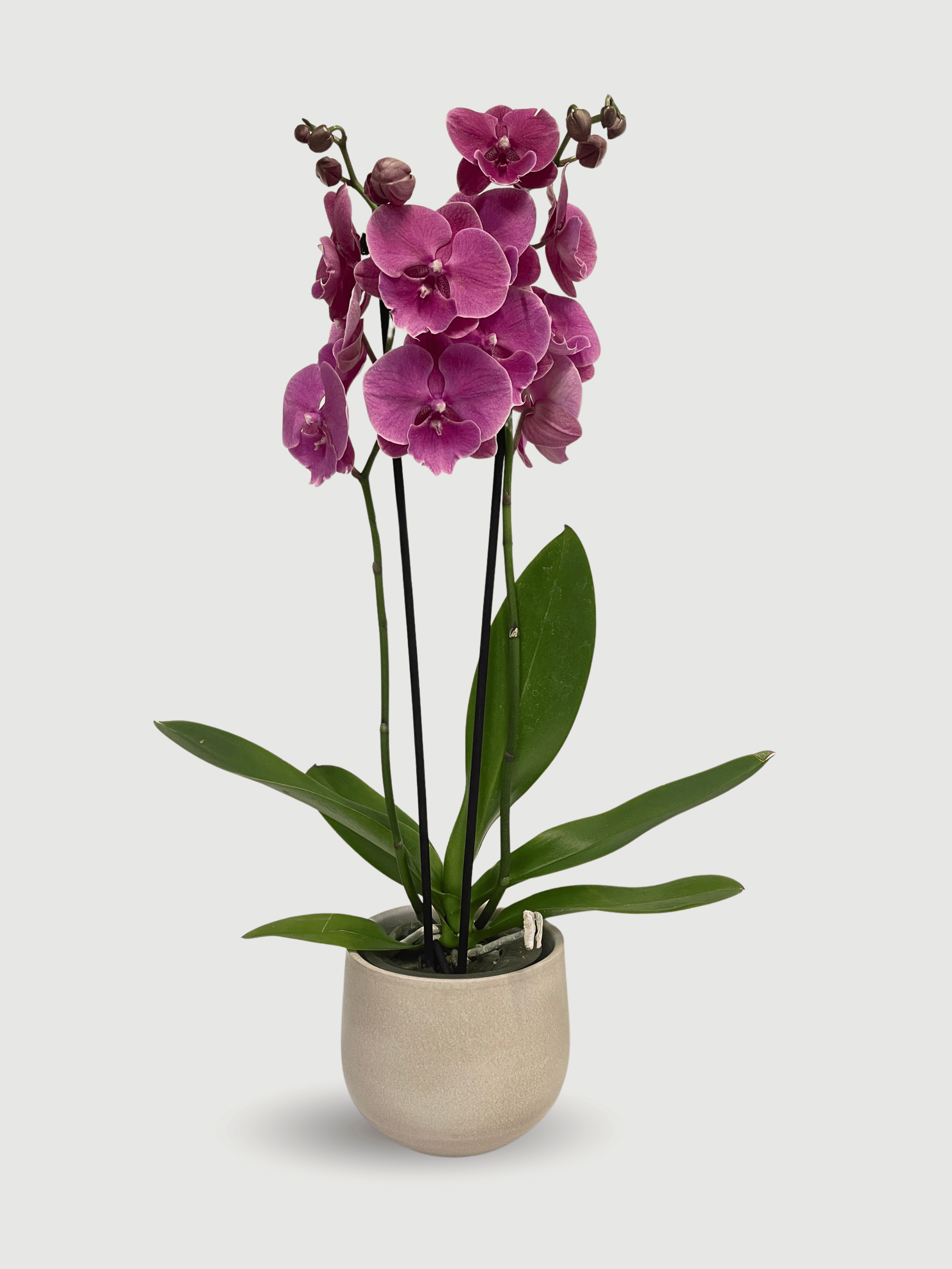 Purple Big Lip Phalaenopsis Orchid | Rebel Plants UK