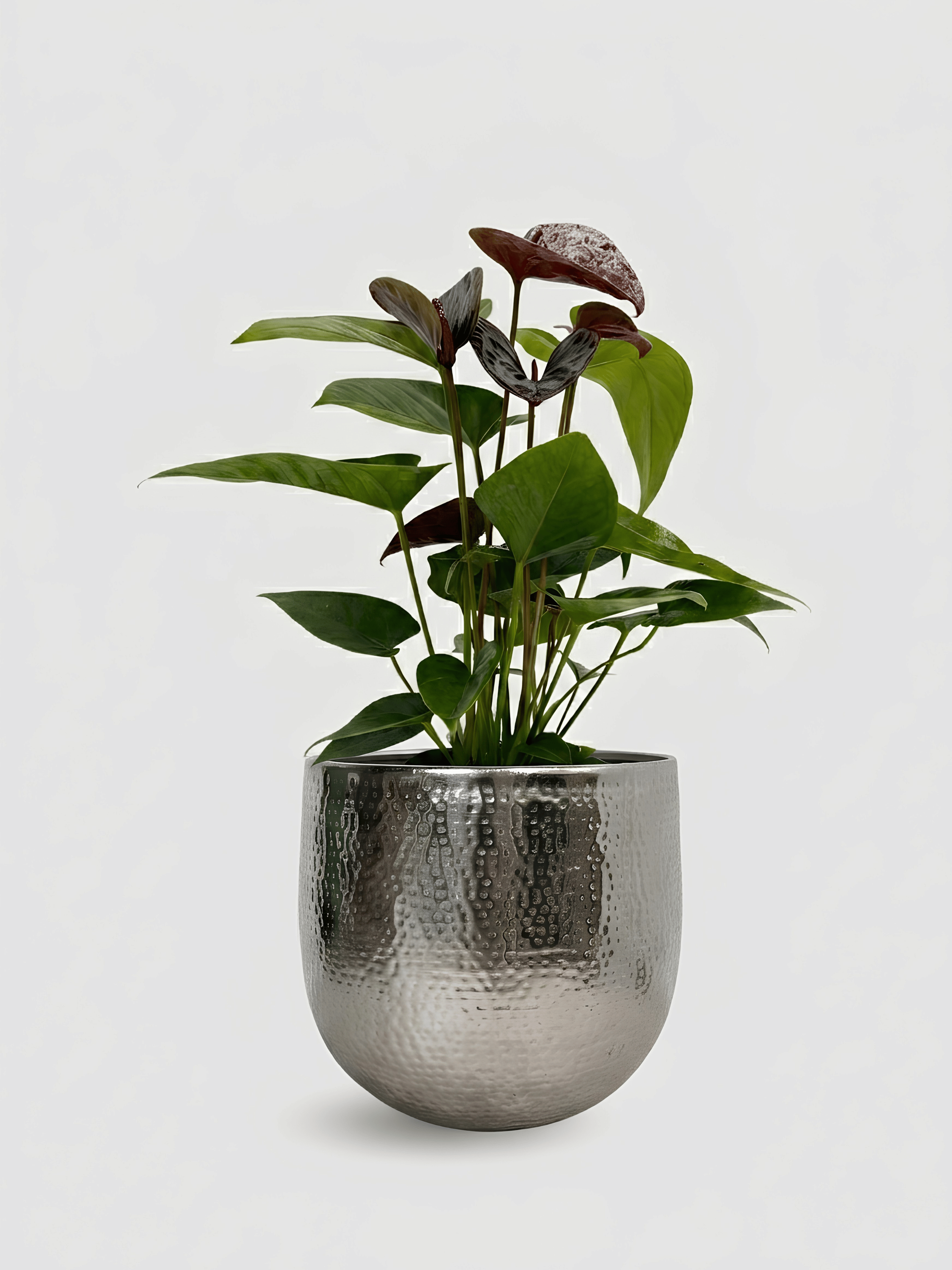 Anthurium Black Love Plant in Silver Pot | Low Maintenance Exotic Houseplant, Plant & Pot Bundle
