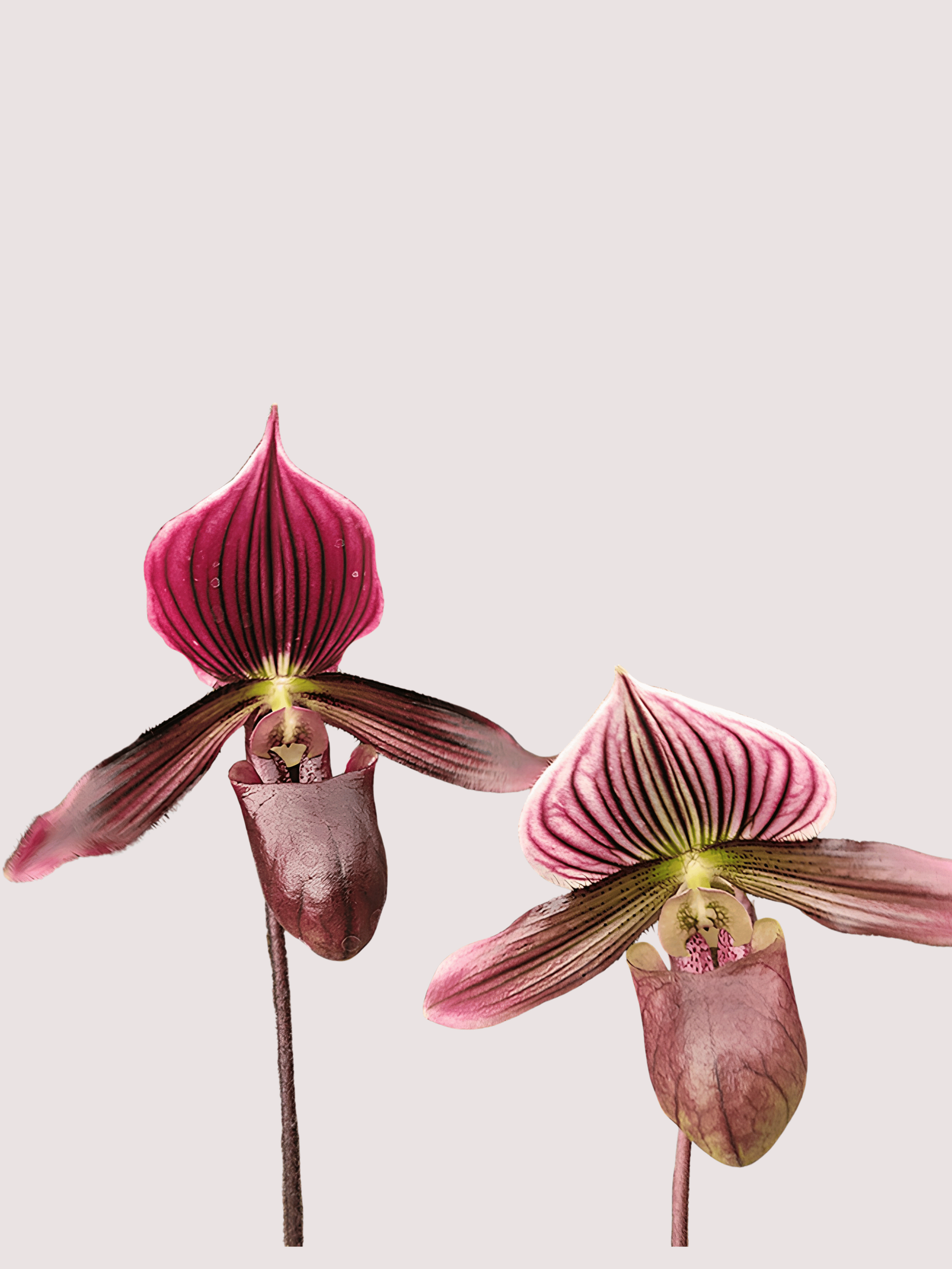 Venus Slipper Orchid – Paphiopedilum Hybrids | Rare