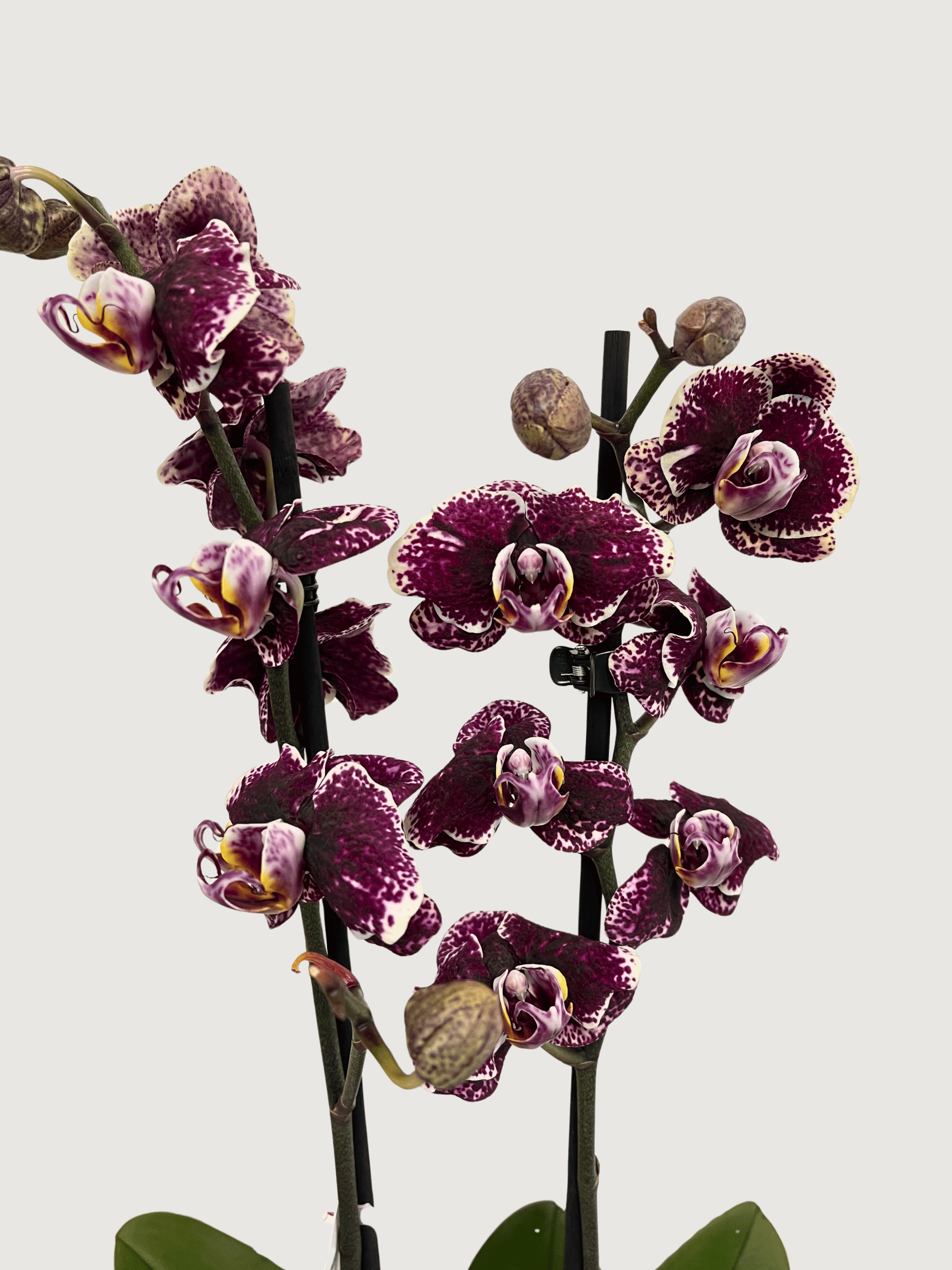 Phalaenopsis Orchid | Limited Edition
