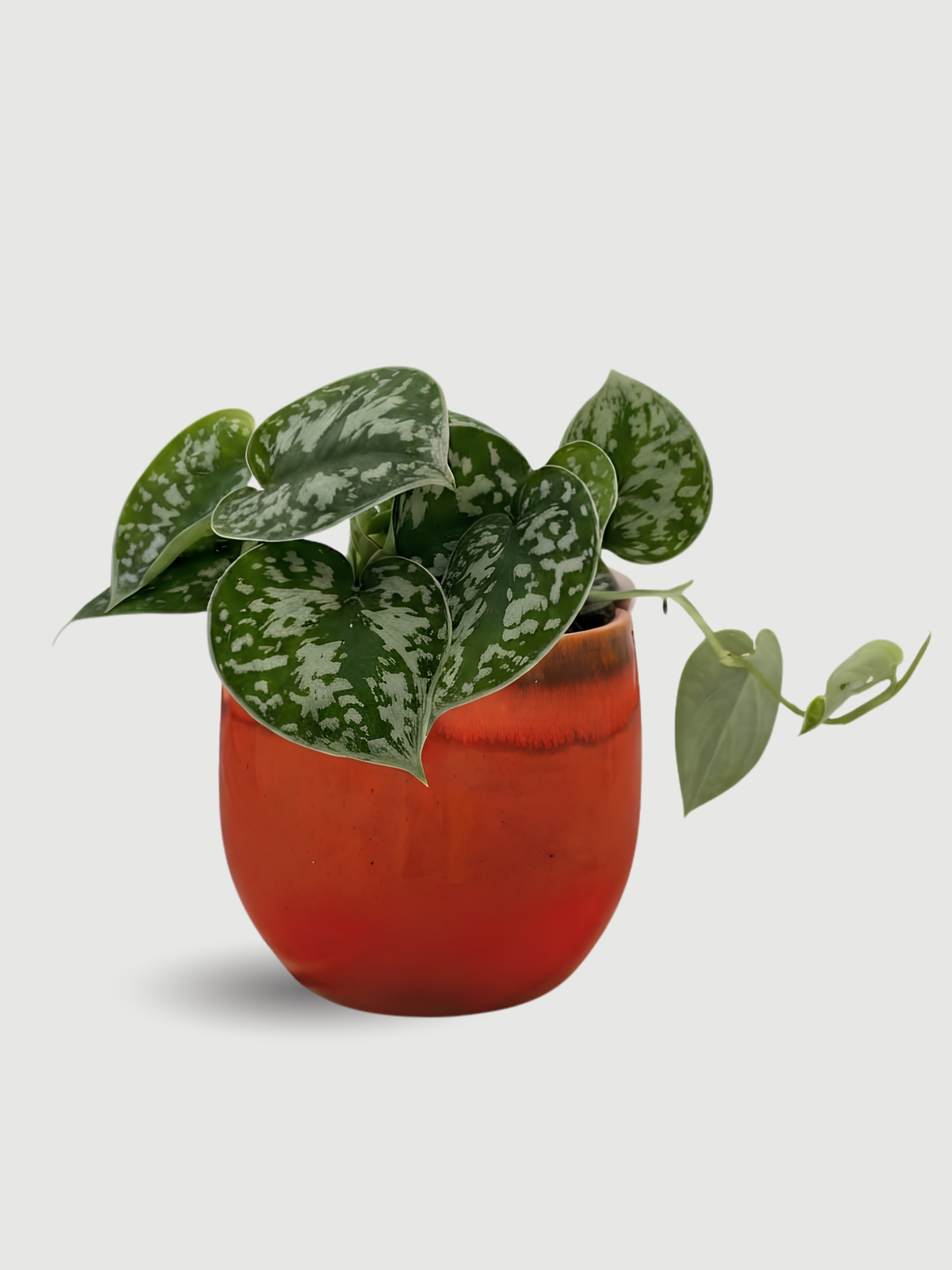 Scindapsus Pictus Argyraeus, Satin Pothos,Trailing House Plant