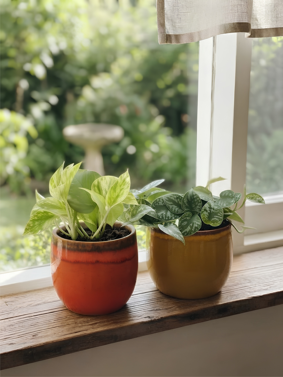 Pothos Houseplant Bundle, Trailing Plants, Air Purifying Plants