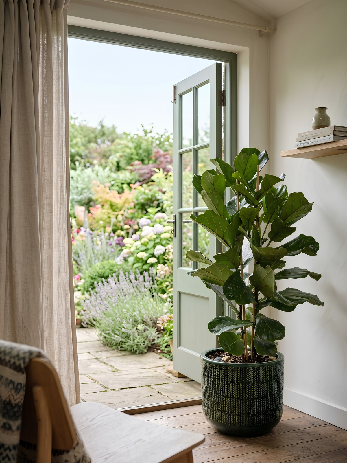 Fiddle leaf fig tree - Ficus Lyrata - Large Leaf Indoor Tree