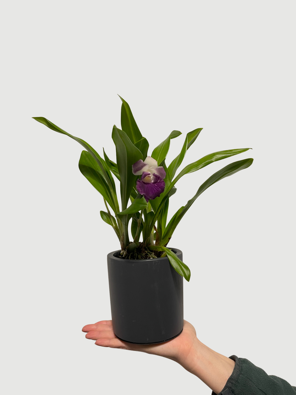 Warczewiczella discolor (Cochleanthes discolor) Mix