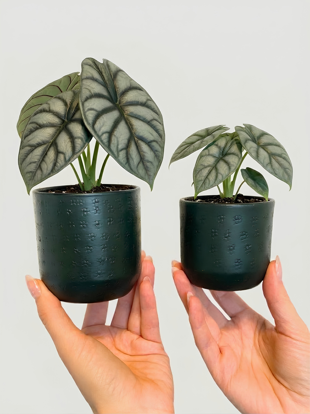 Ivan, Metal Plant Pots, Green, 7cm - 8cm Small House Plant Pot