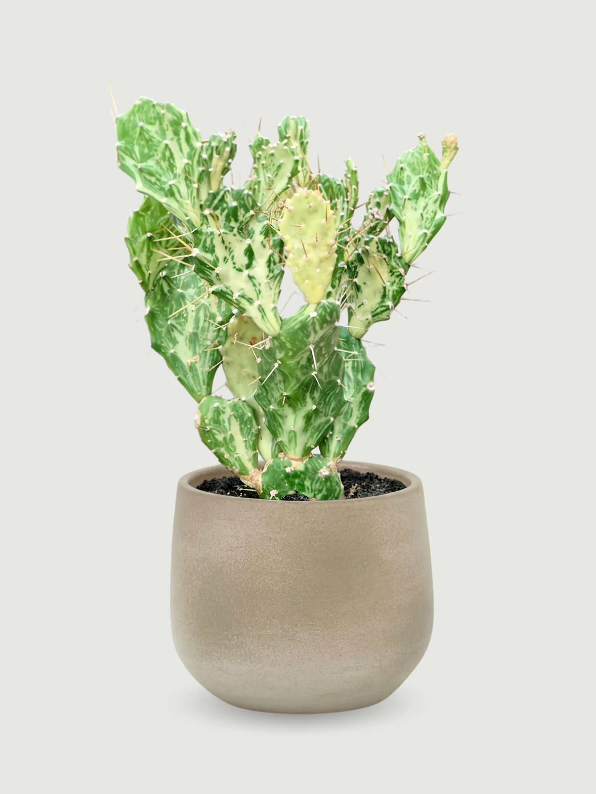 Opuntia jamaicensis Ghost - Branched, Large rare Variegated Cactus