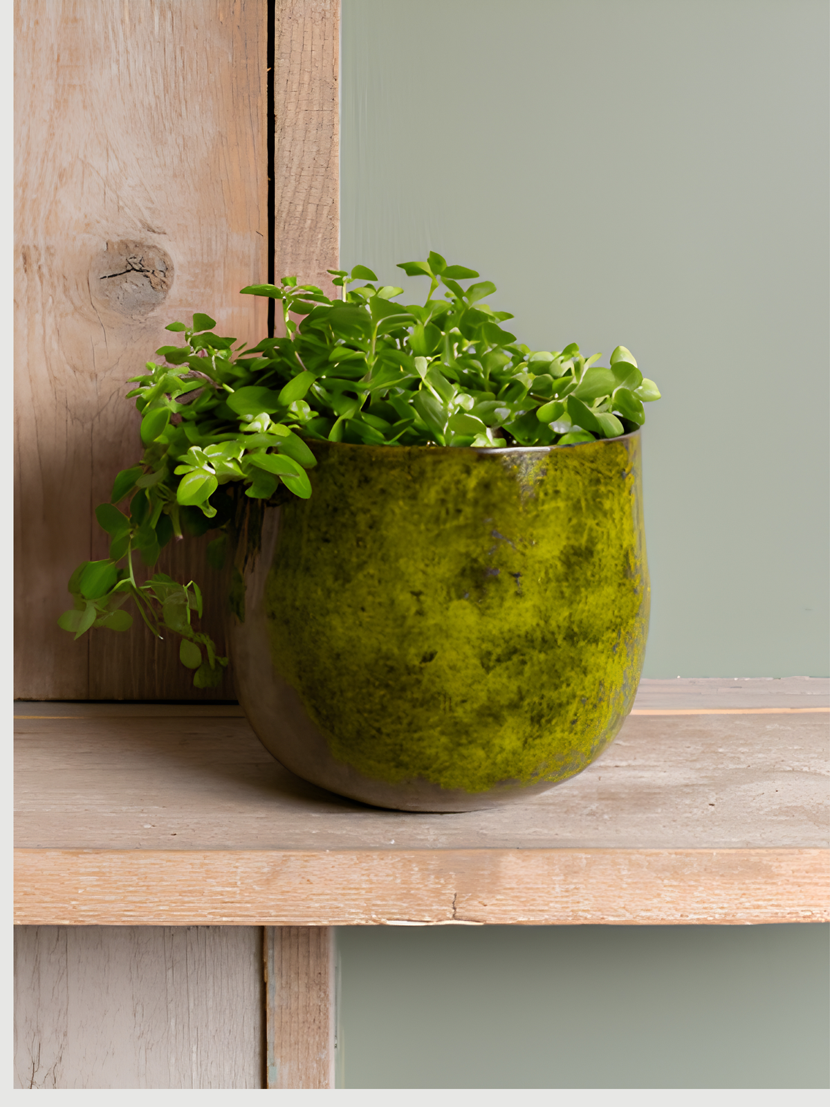Green Plant Pot - Emmie Metal Pot - Yellow