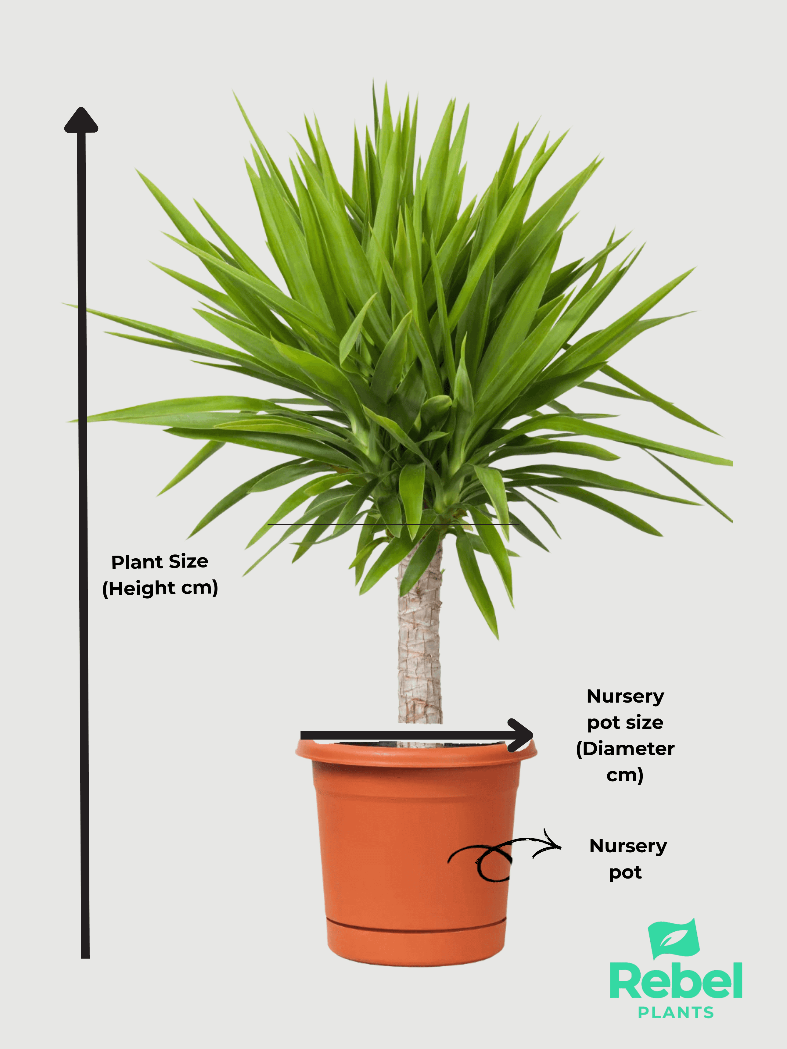 Anthurium White in blue pot, showcasing size with descriptive labels for height and nursery pot dimensions.
