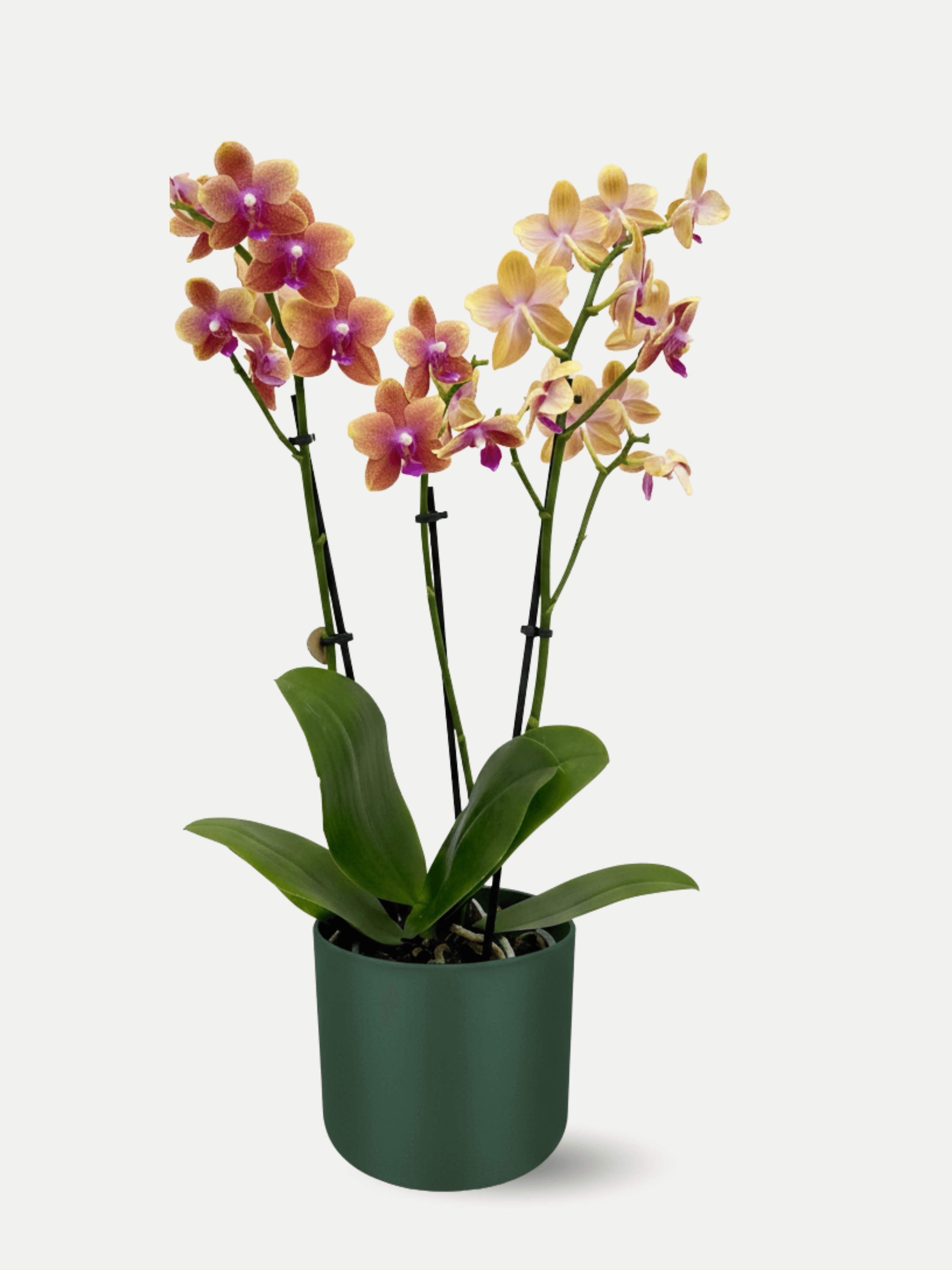 Fragrant Orchid Phalaenopsis Bolgheri in Green Elho Pot