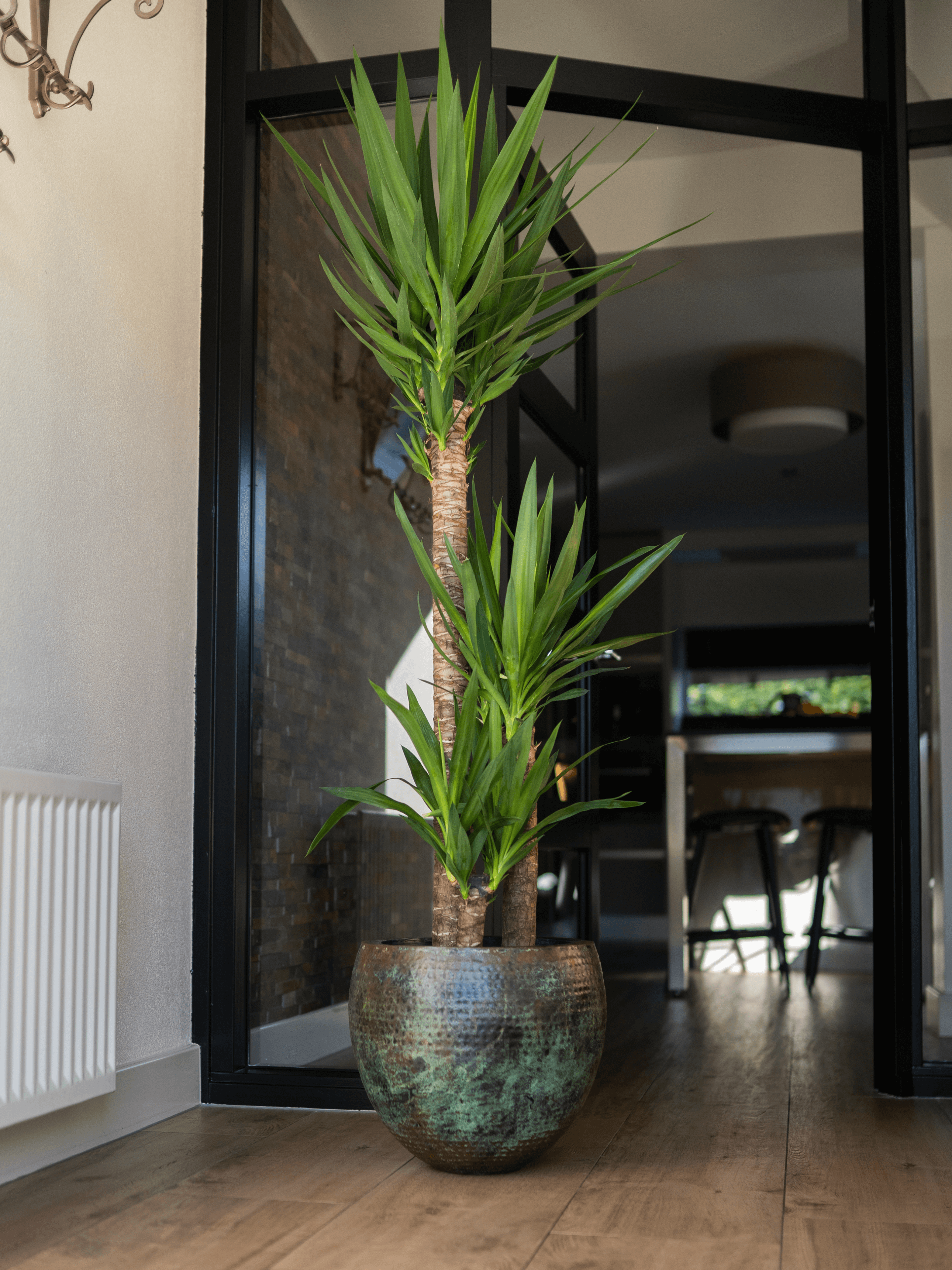 Yucca Elephantipes, Large House Plant, 100-110cm