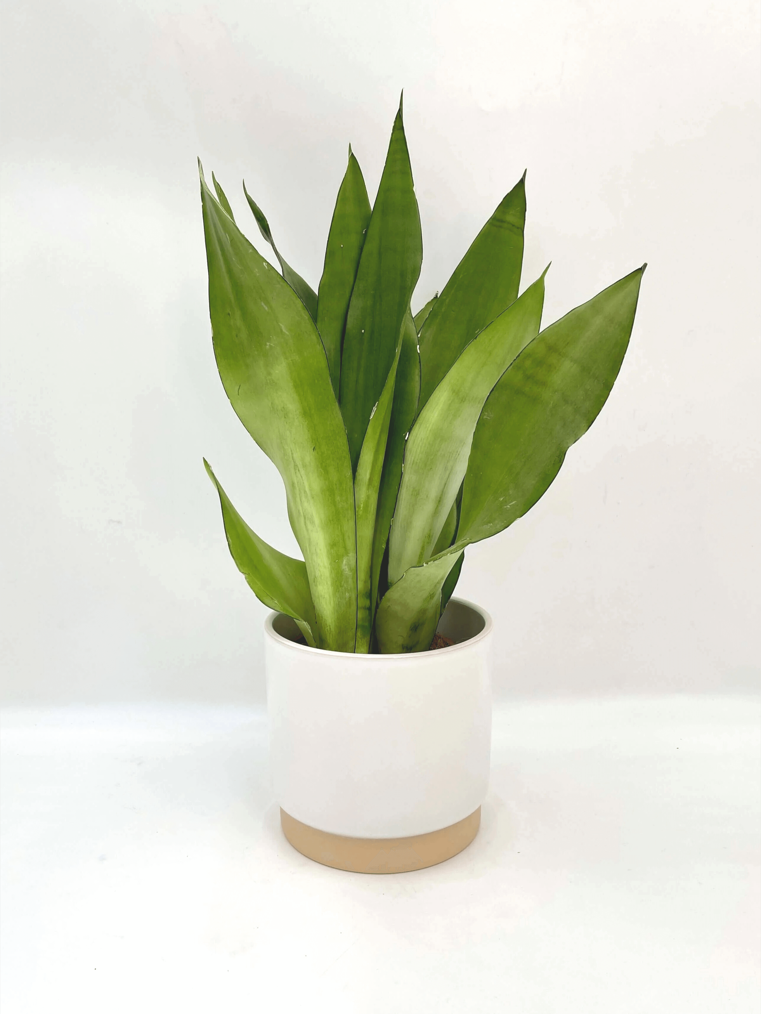 Sansevieria_Moonshine_Snake_Plant_Mother-in-Laws_Tongue_Air_purifier_plant