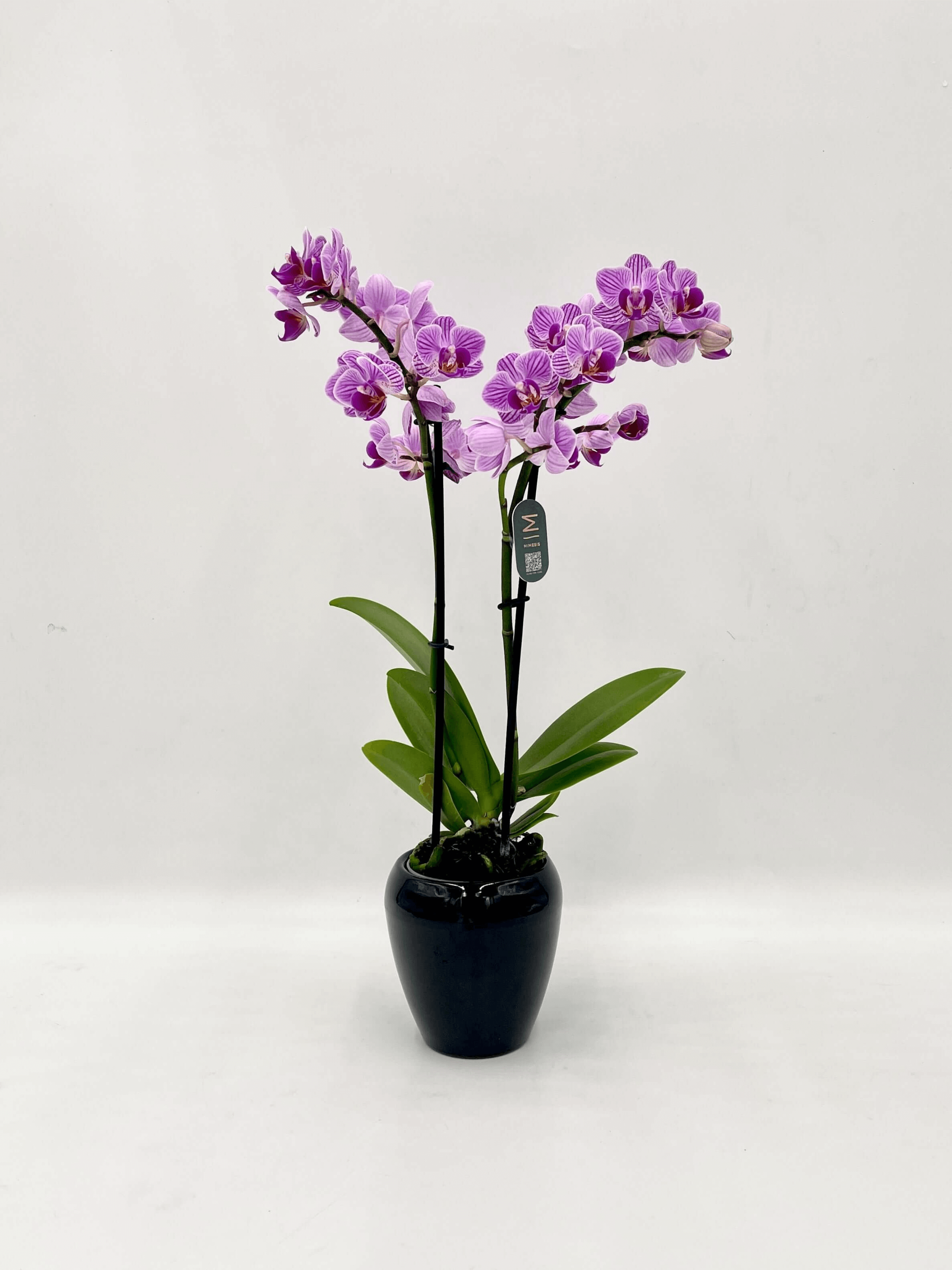 Small_Black_Ceramic_Pot_-_D9cm